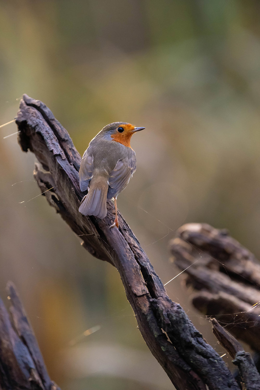 European Robin