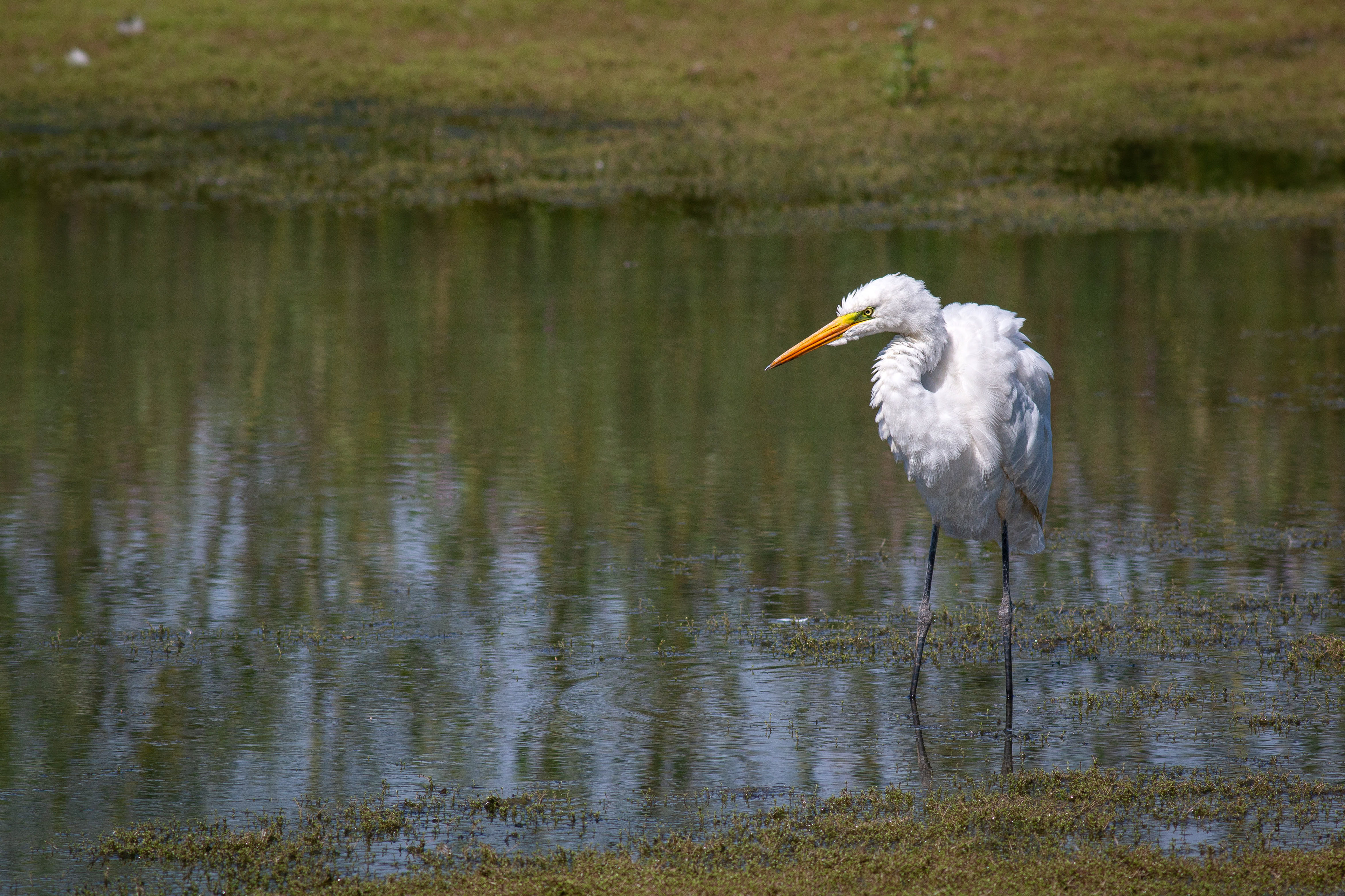 Great White Egret