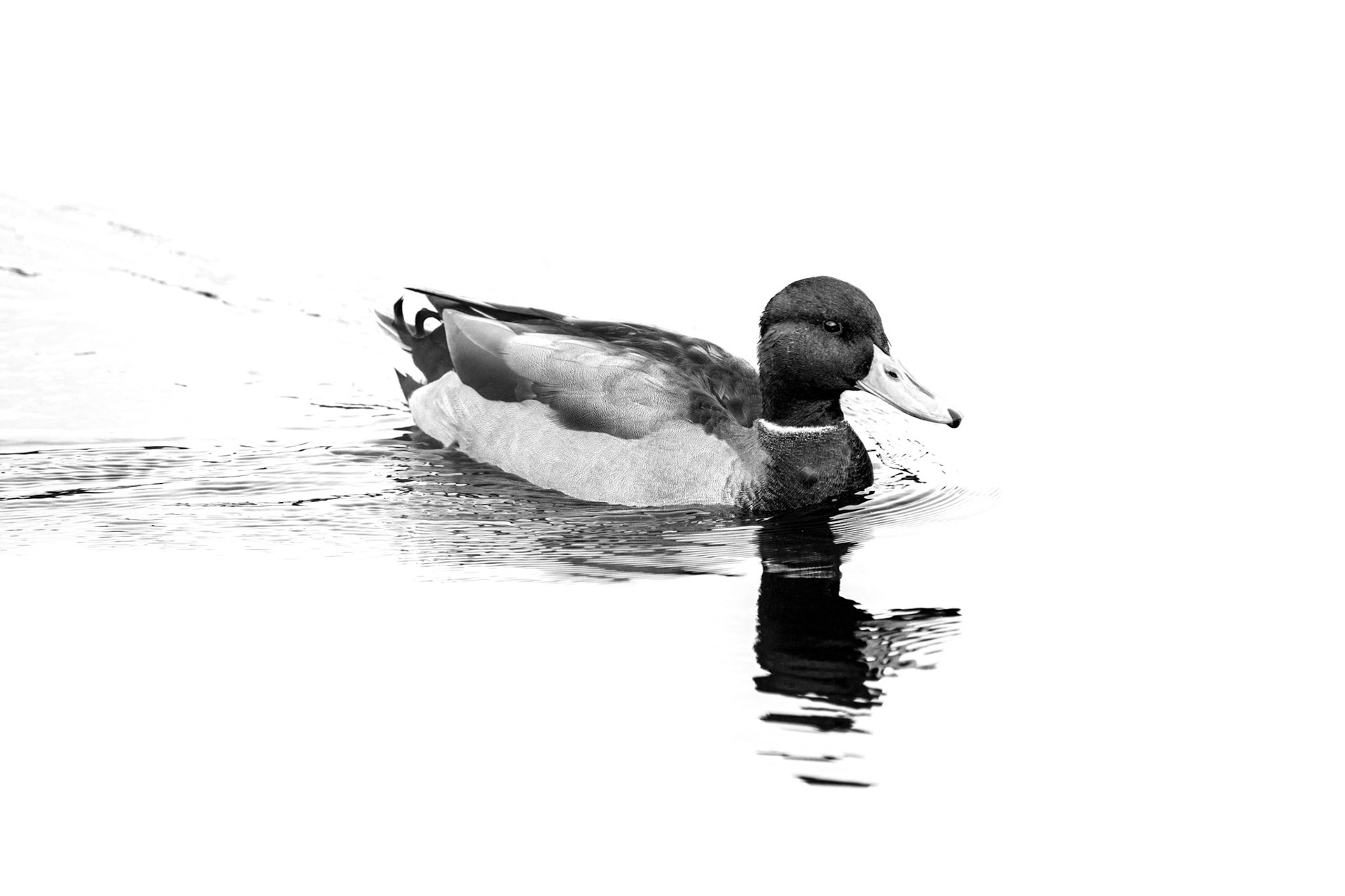 Mallard