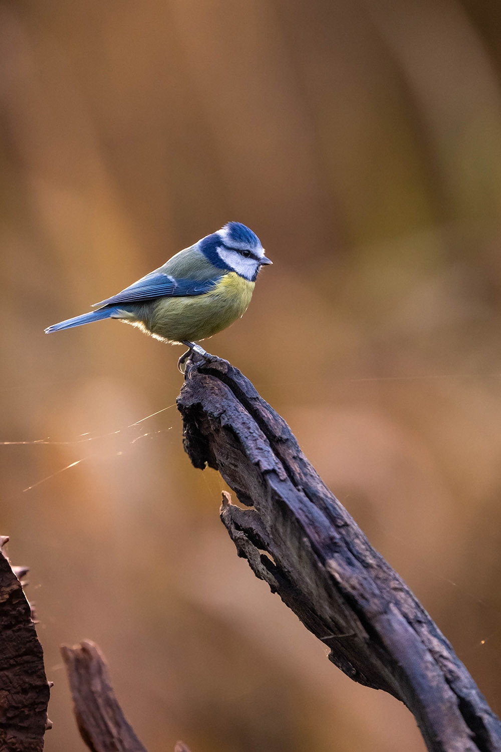 Blue Tit