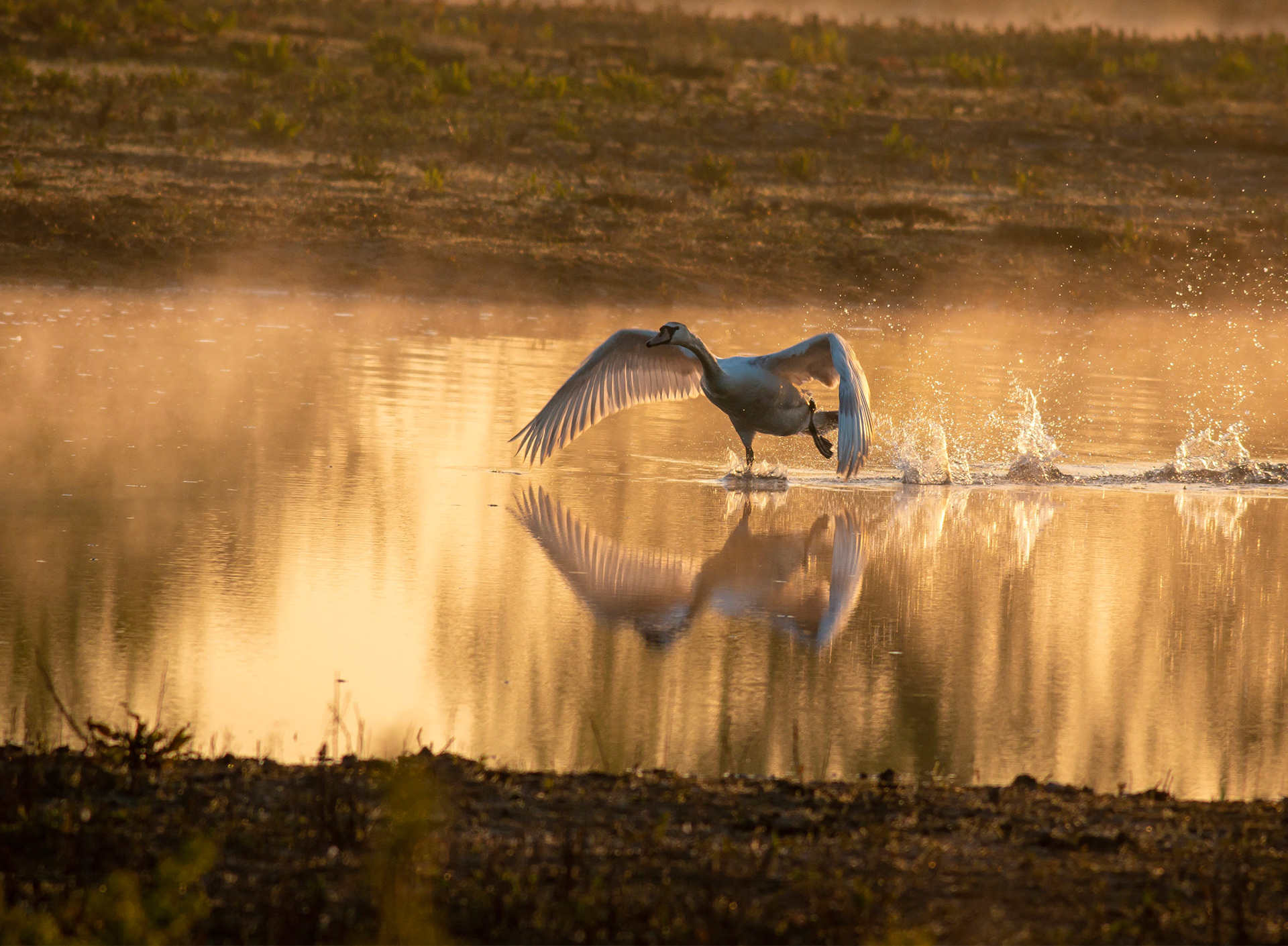 Mute Swan