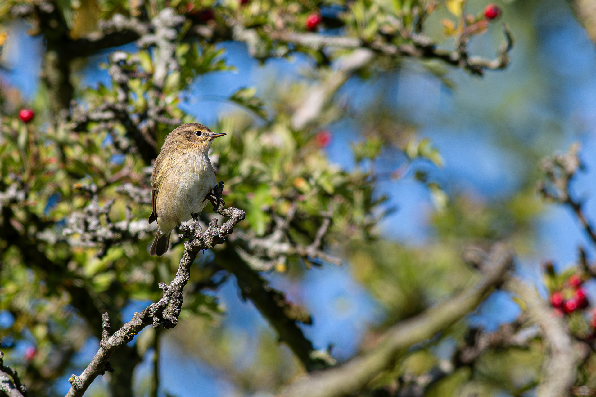 Common Chiffchaff