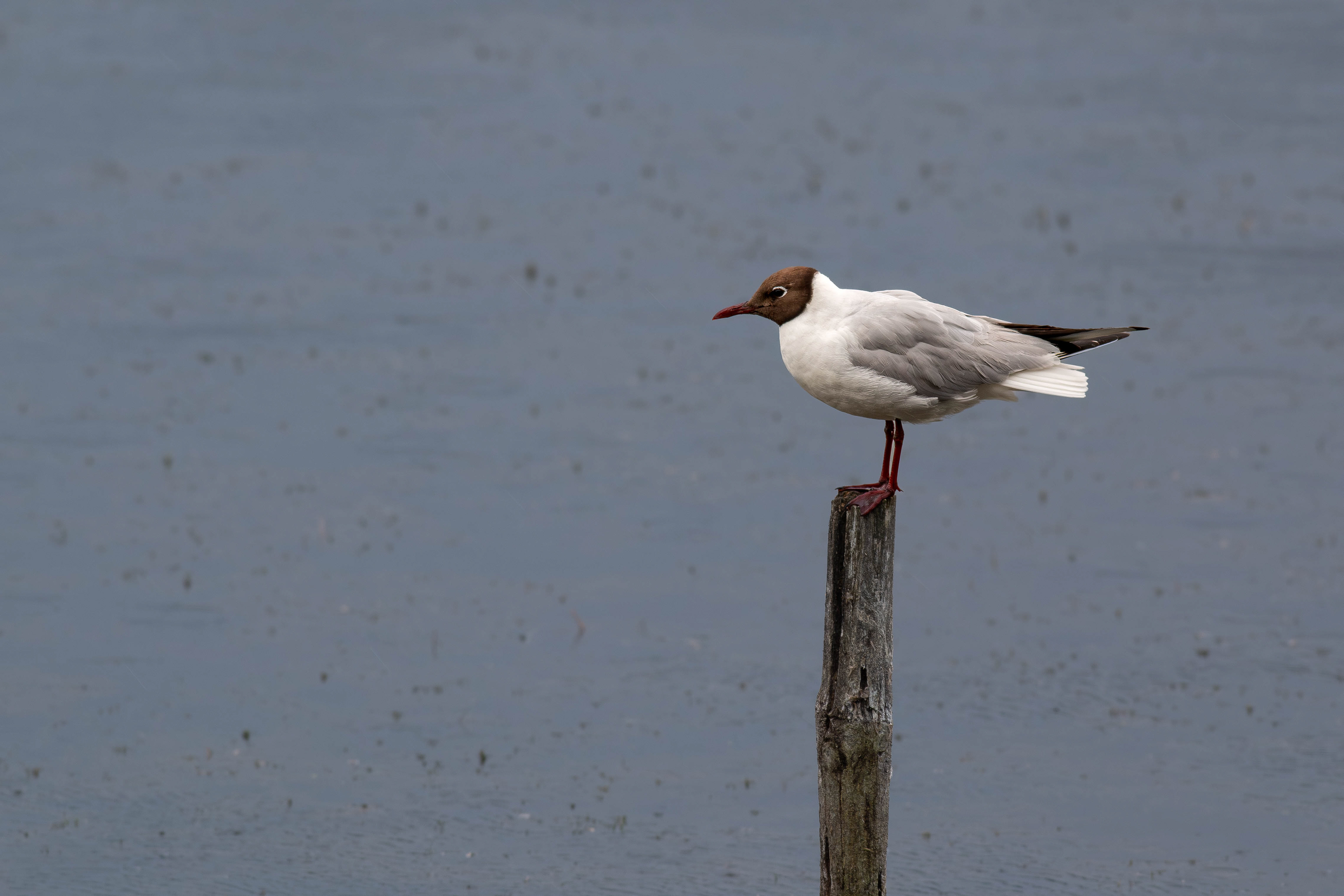Black-headed Gull - breeding