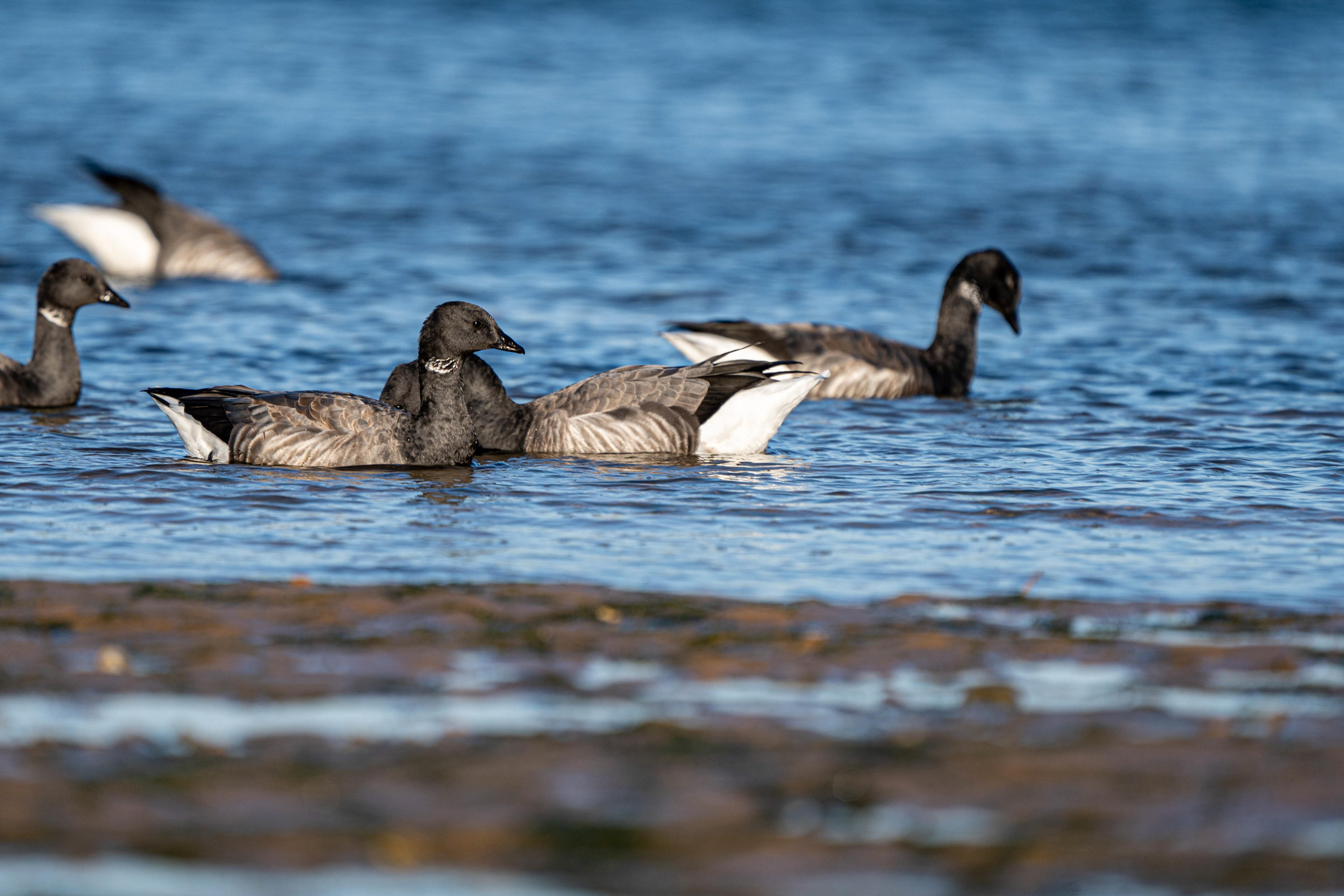 Brent Goose