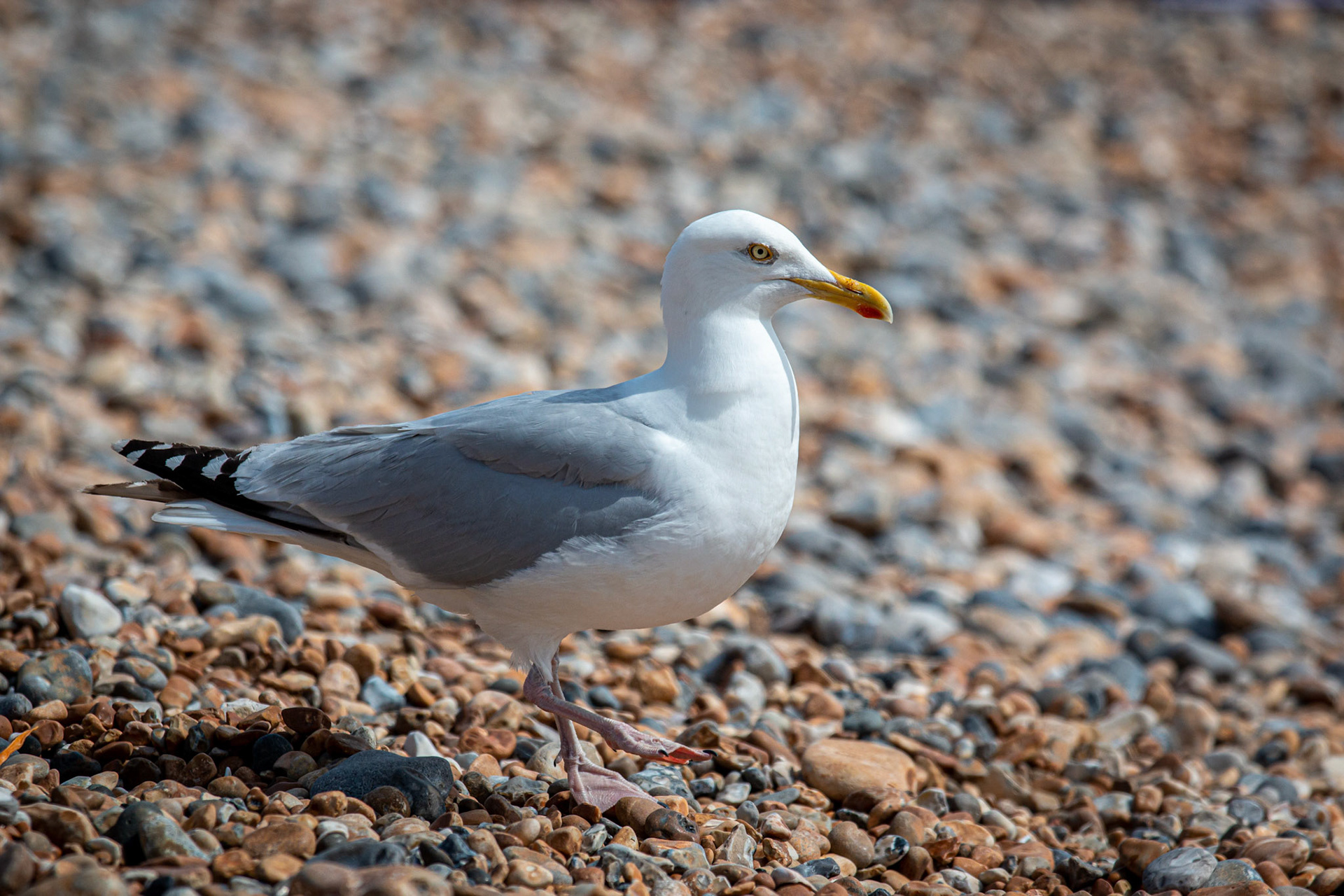 Herring Gull