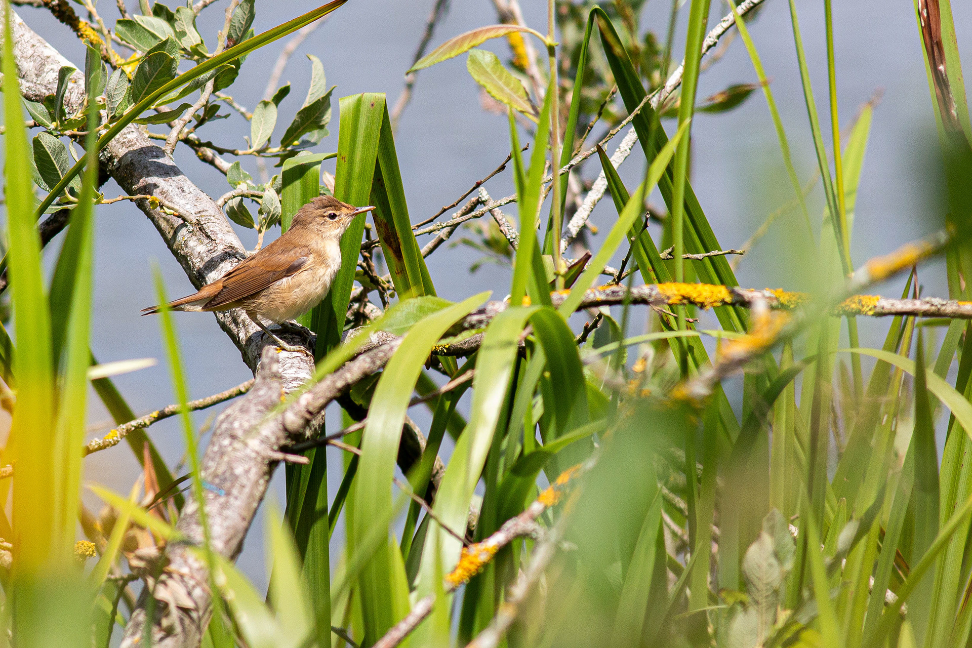 Reed Warbler