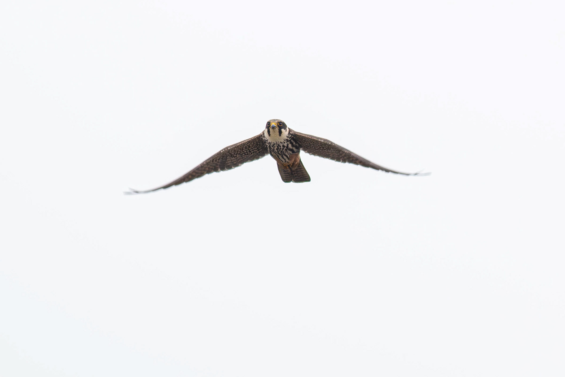 Eurasian Hobby