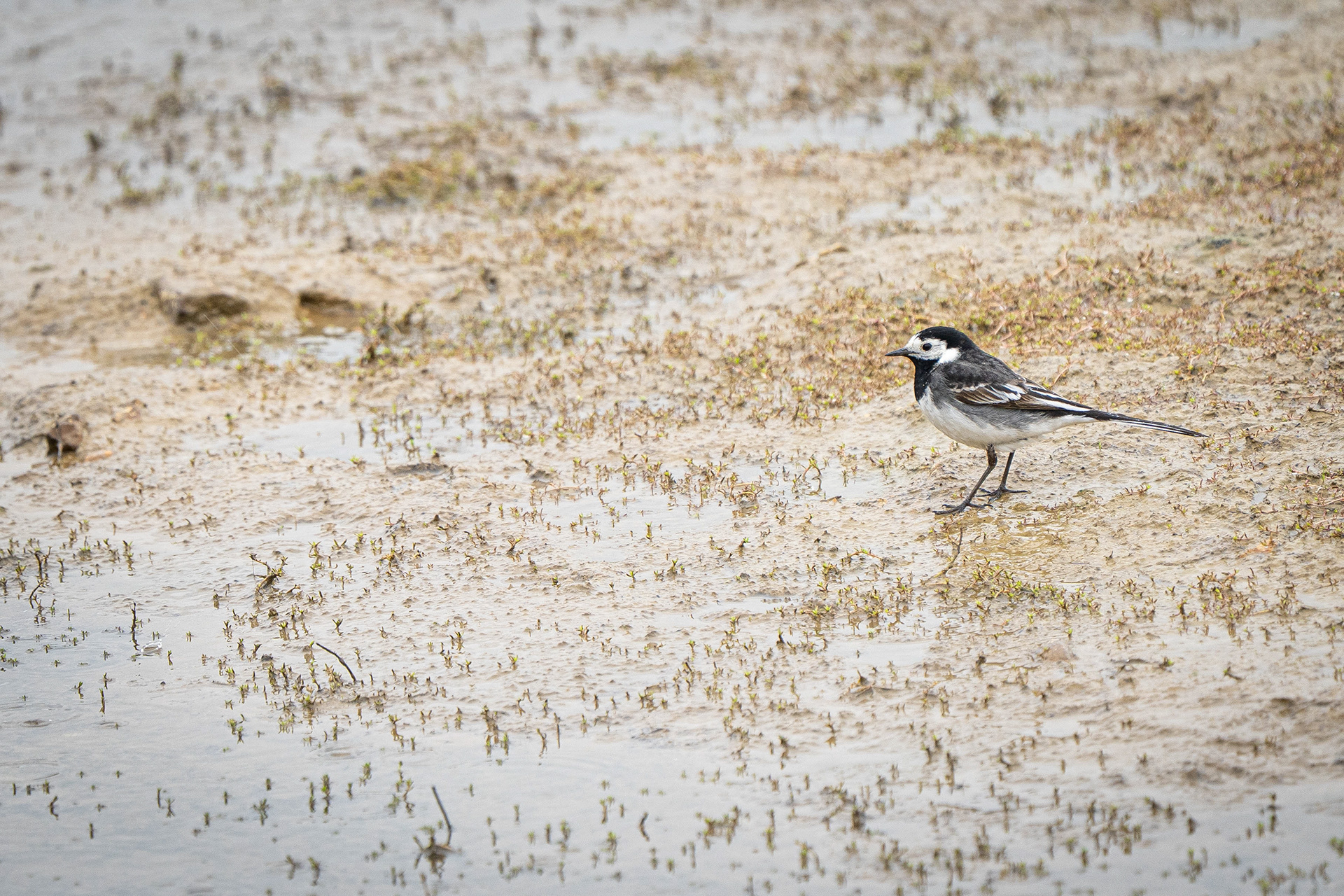 Pied Wagtail