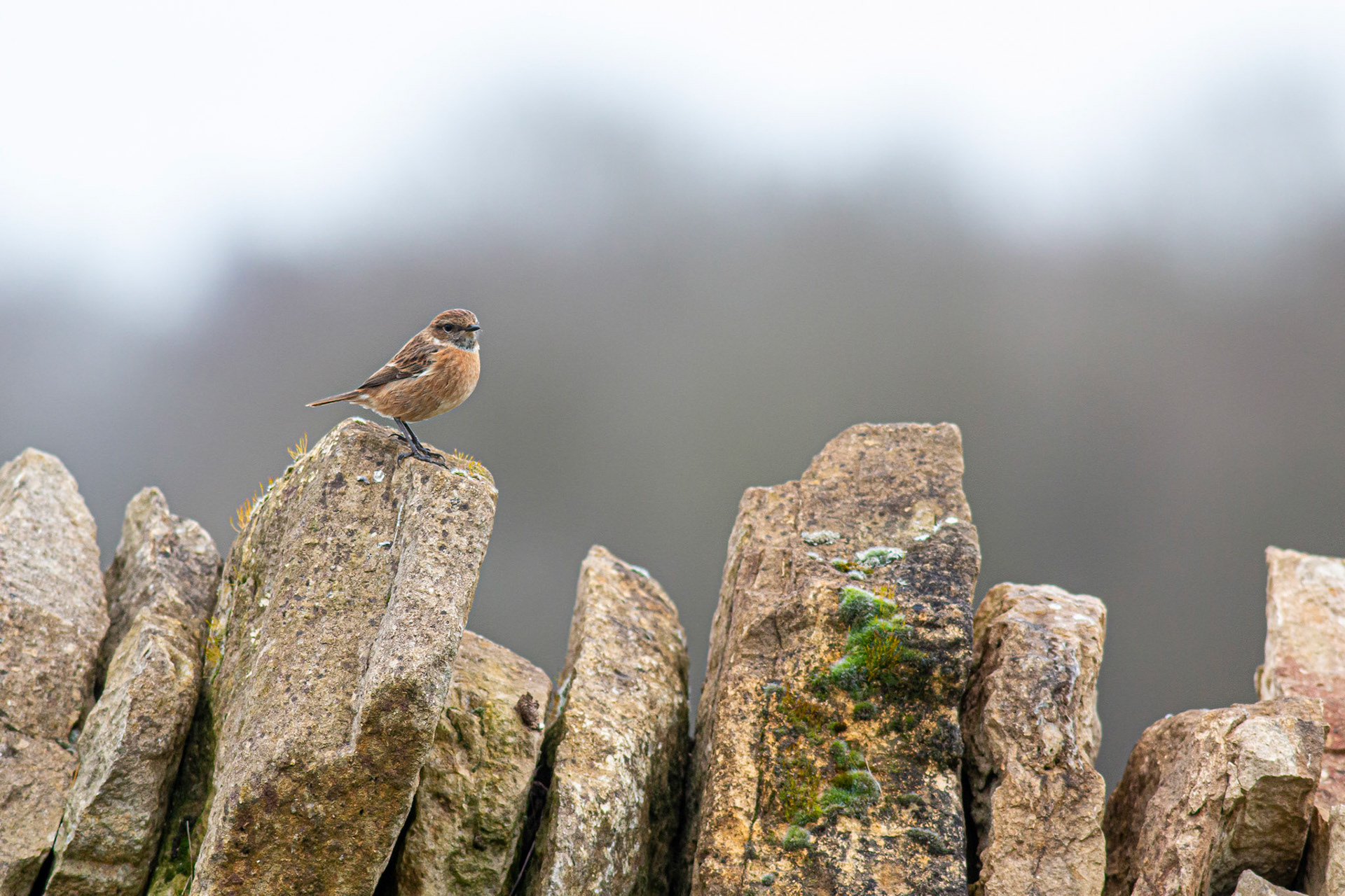 Stonechat