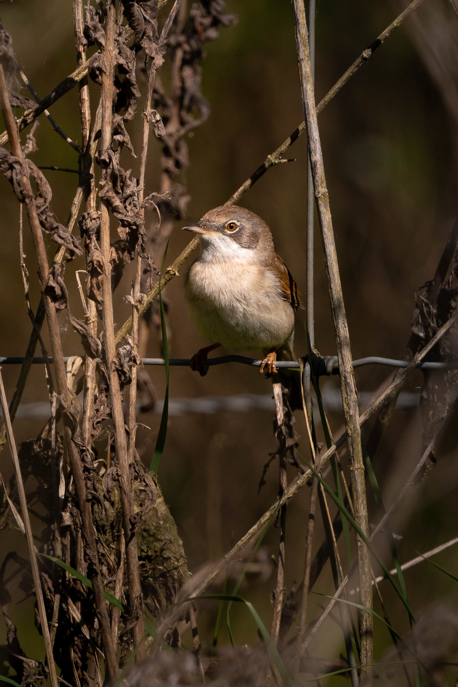 Common Whitethroat