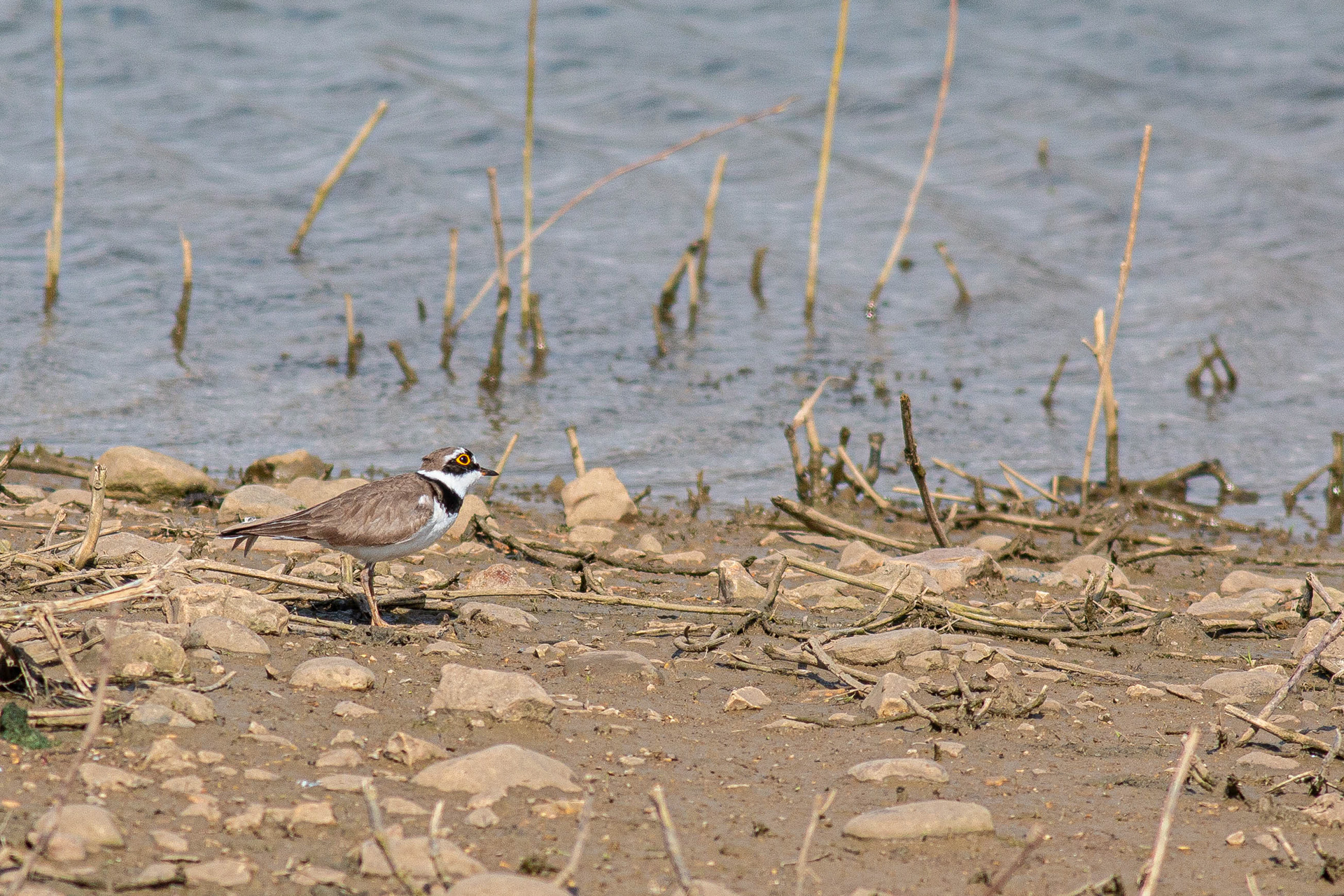 Little Ringed Plover