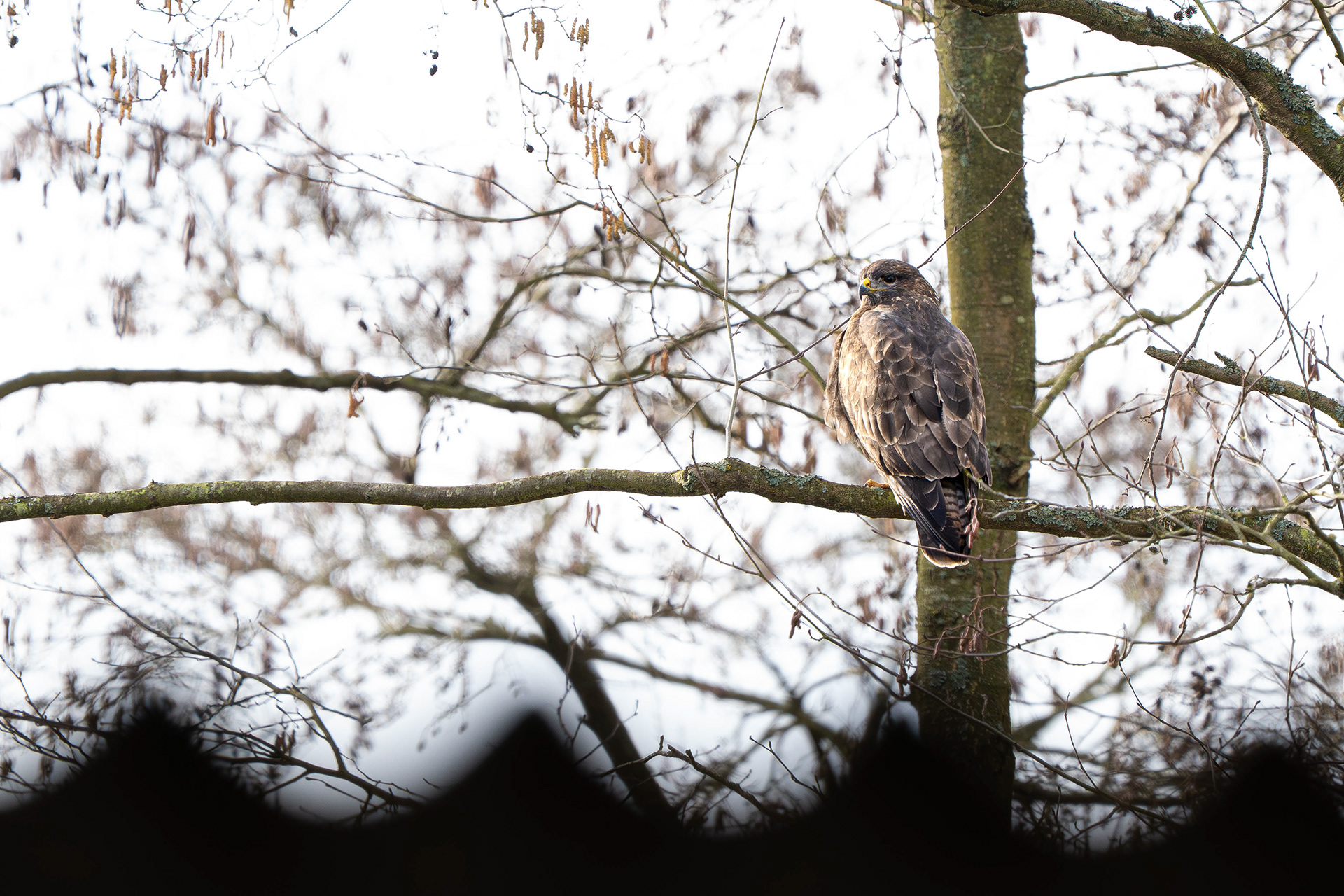 Common Buzzard