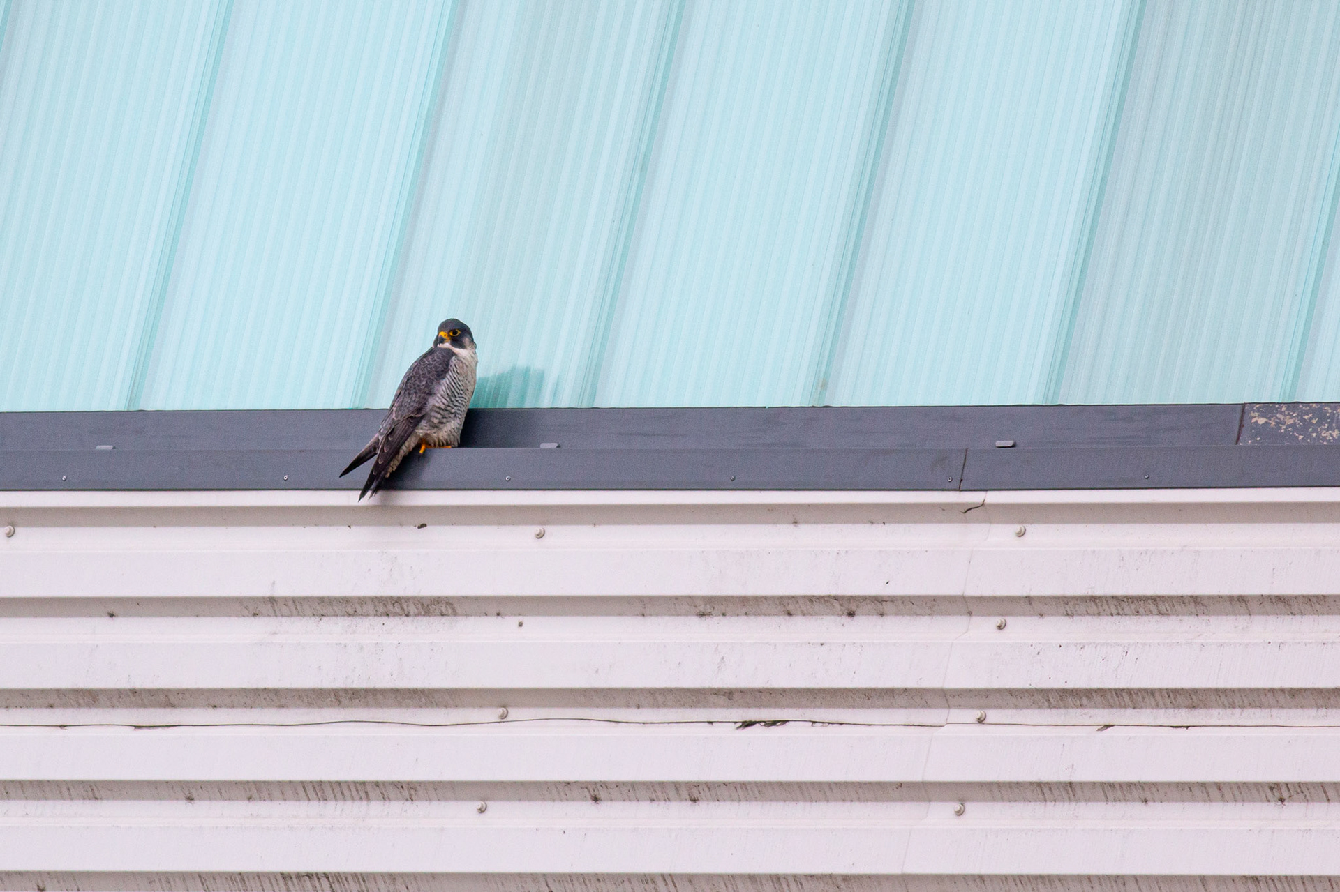 Peregrine Falcon
