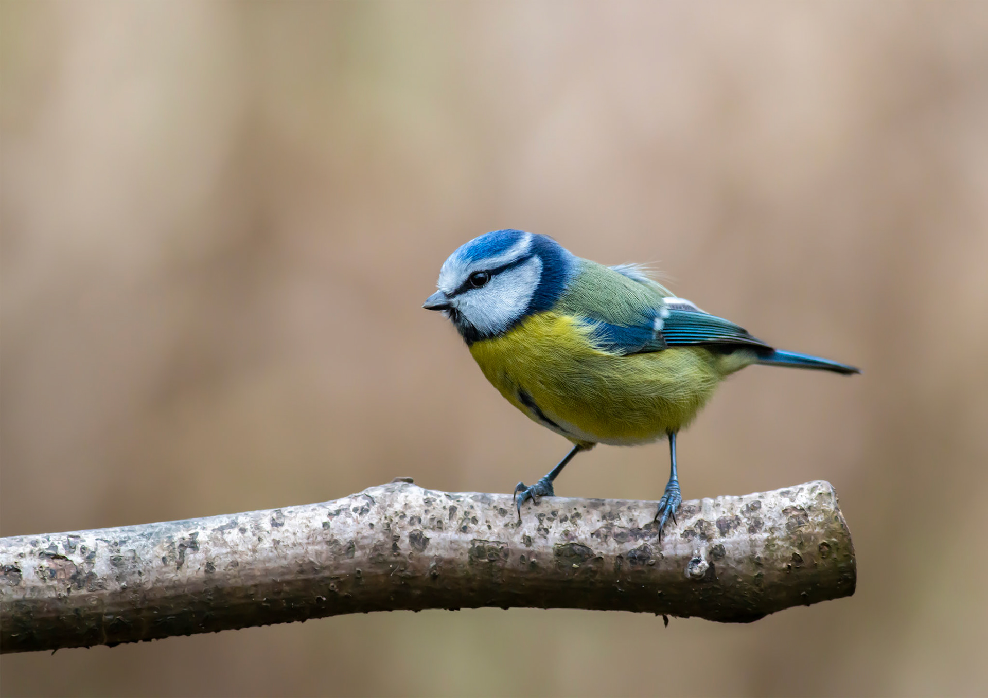 Blue Tit