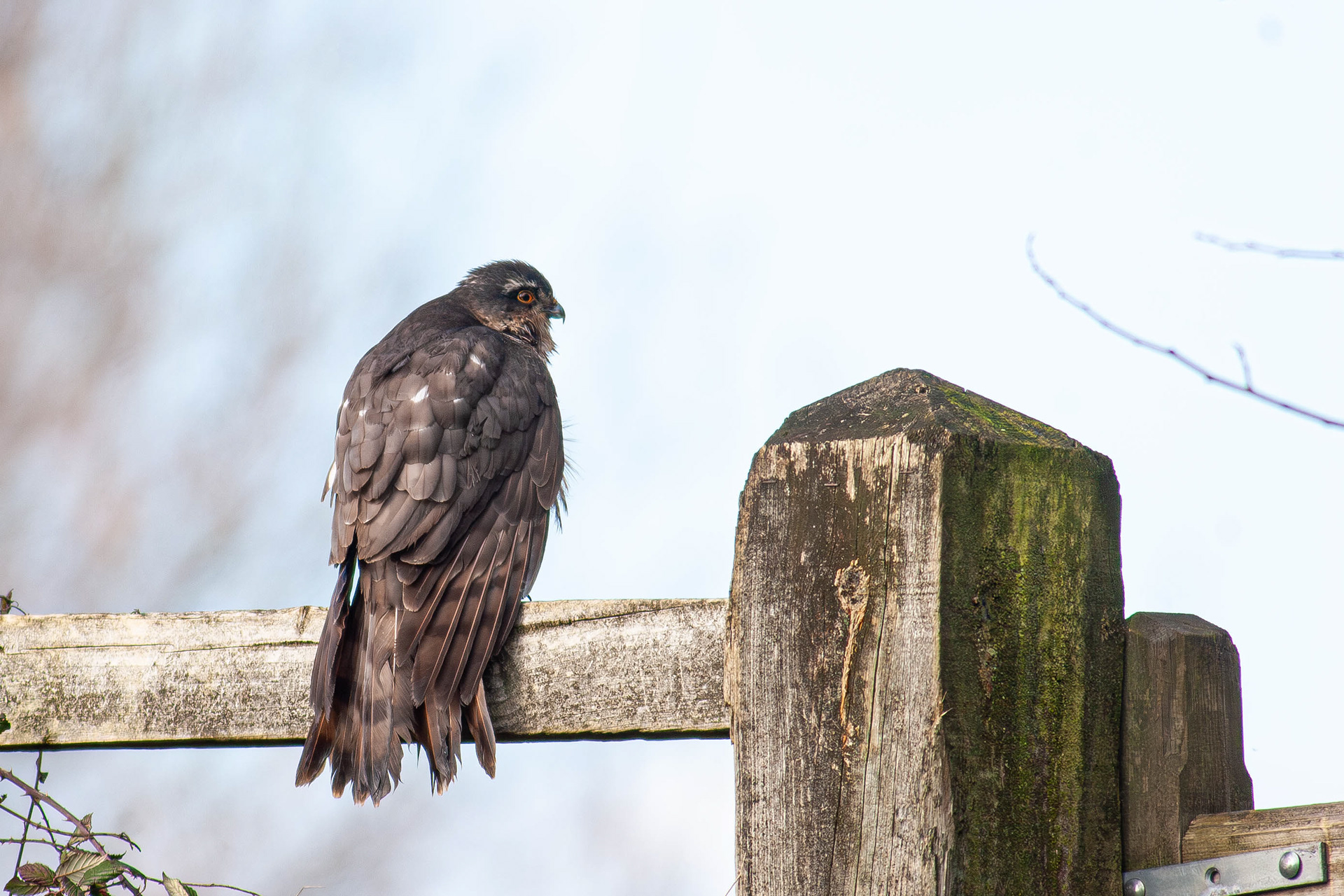 A rather warn Sparrowhawk