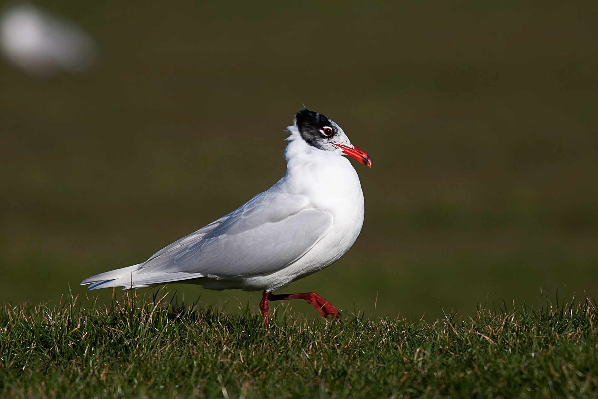 Med Gull
