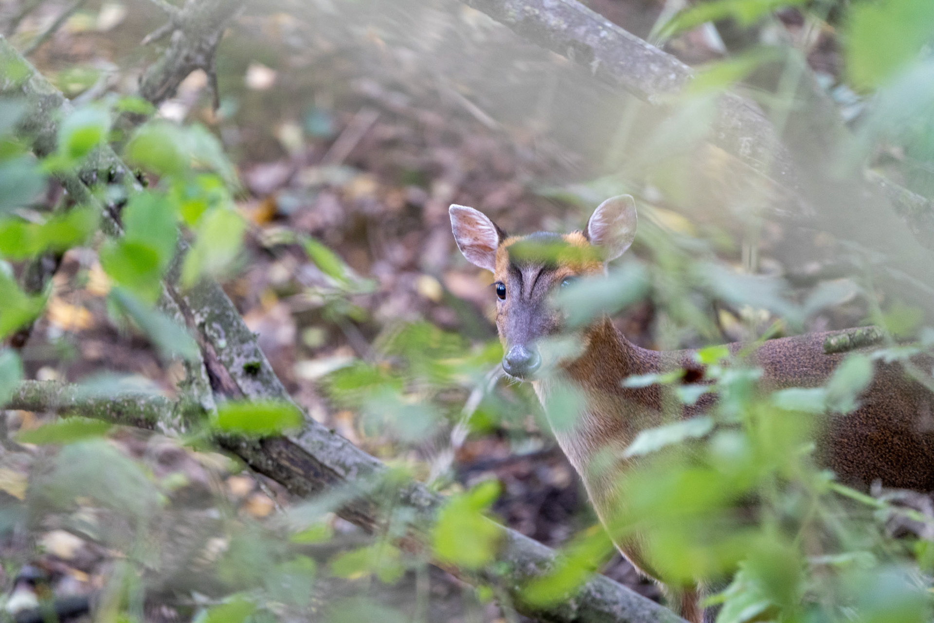 Muntjac Deer