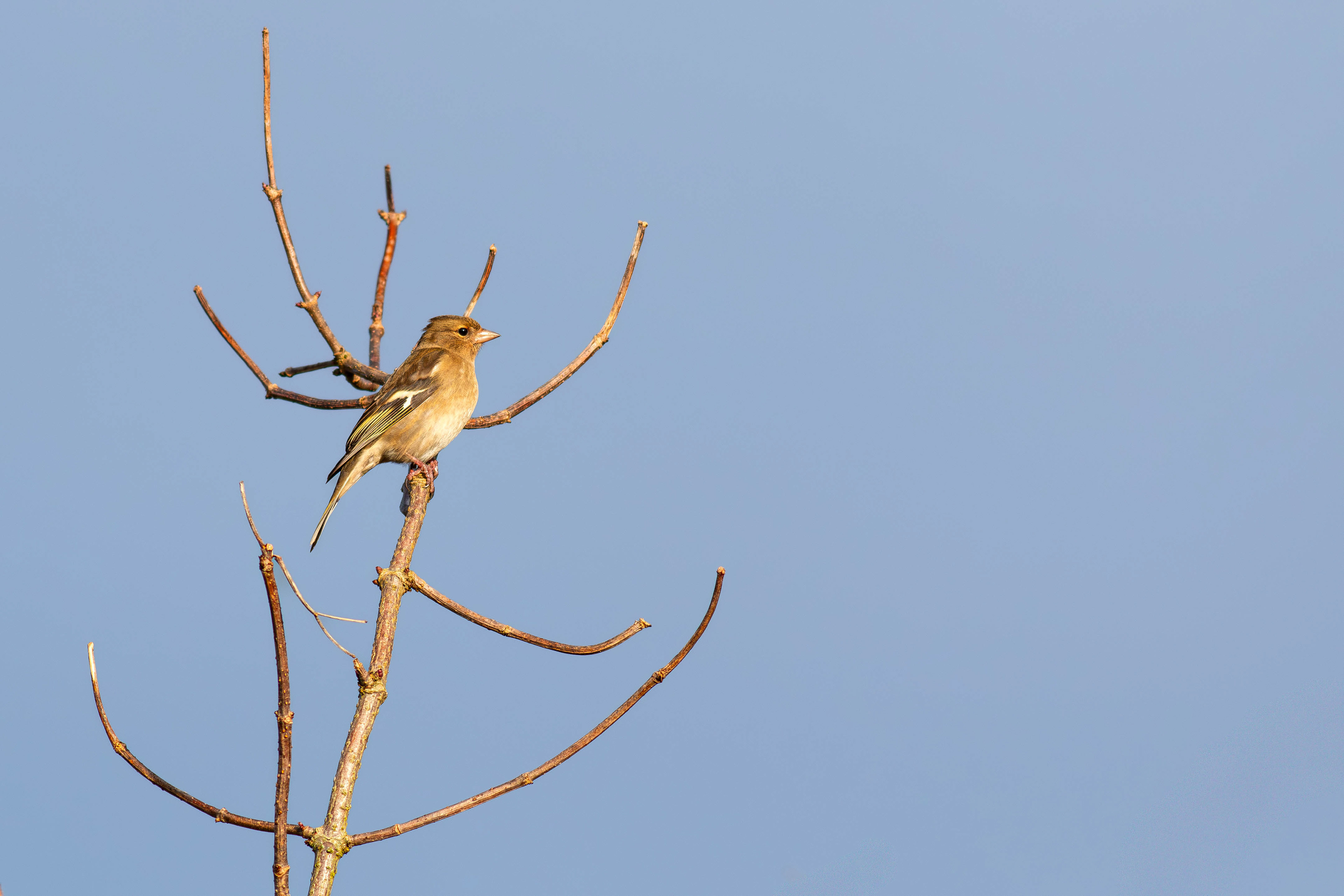 Chaffinch (Female)