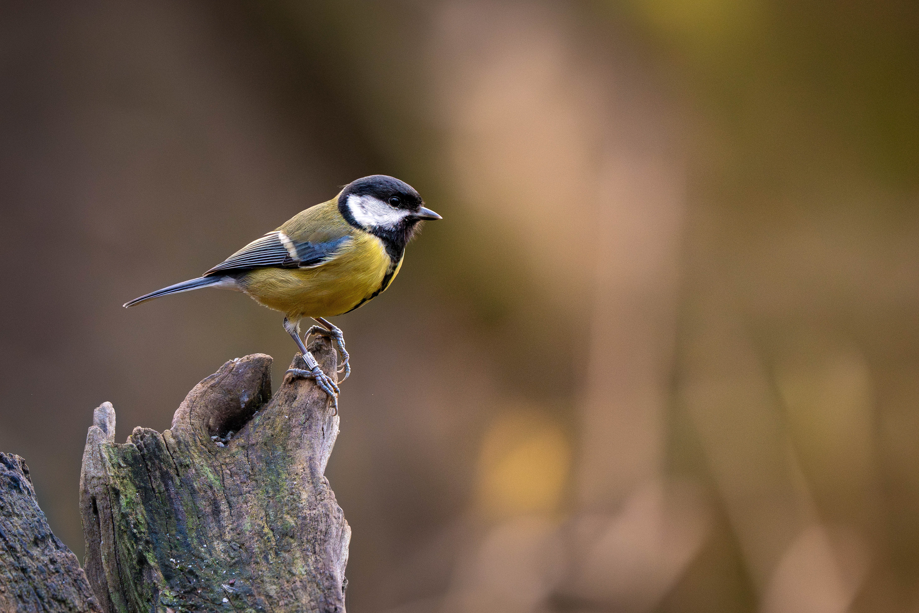 Great Tit