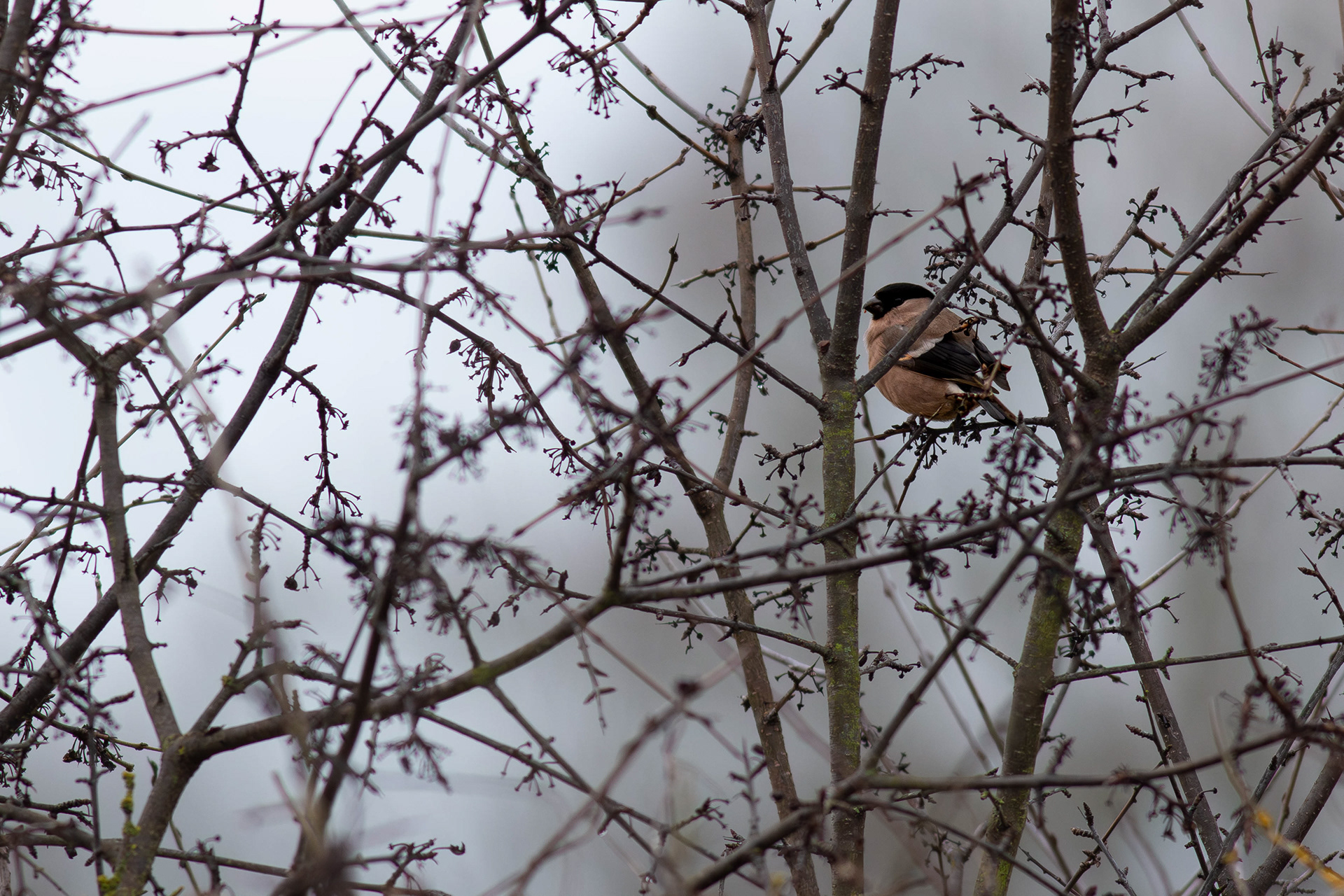 Bullfinch female