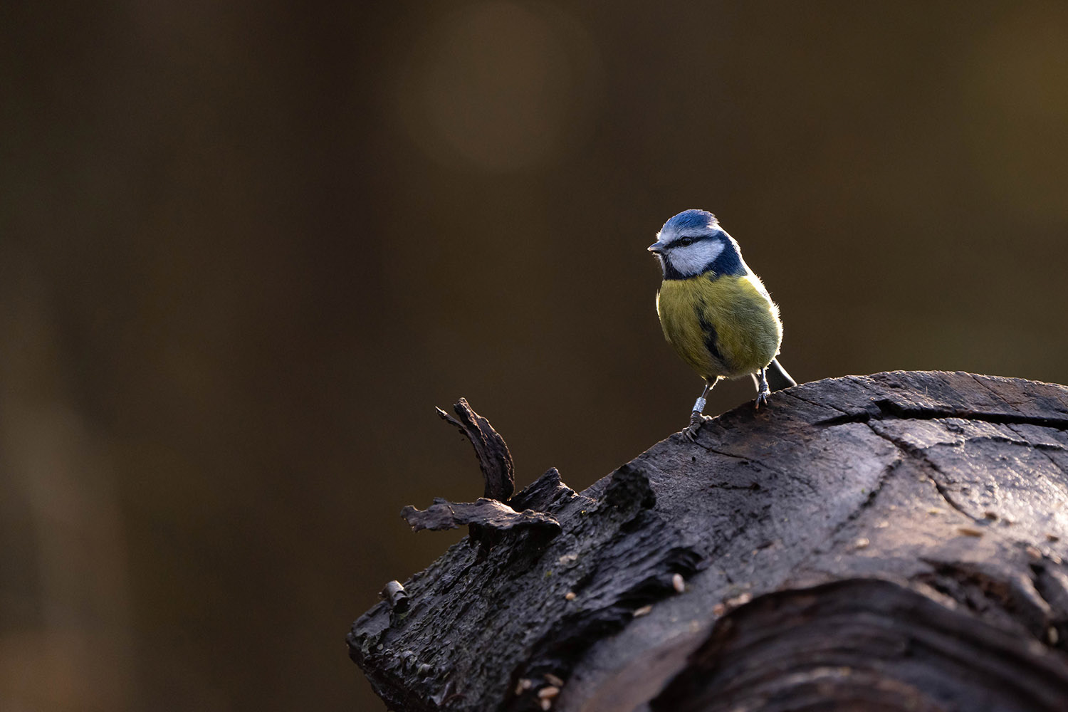 Blue Tit