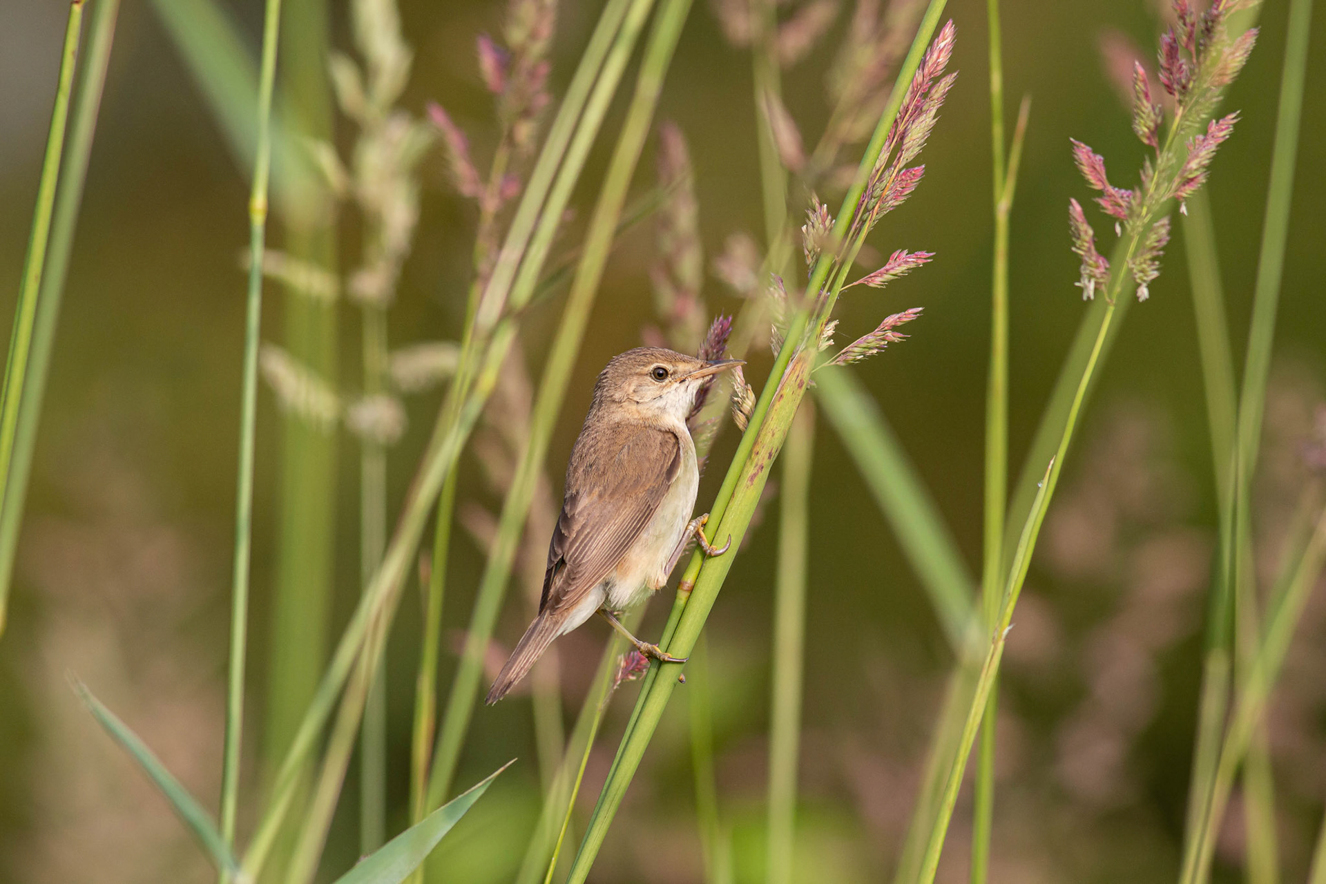 Reed Warbler