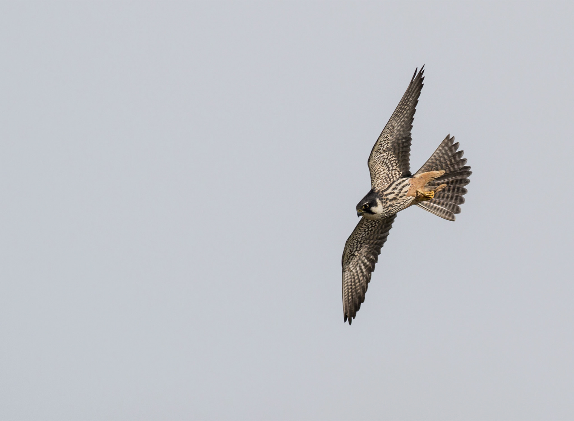 Eurasian Hobby