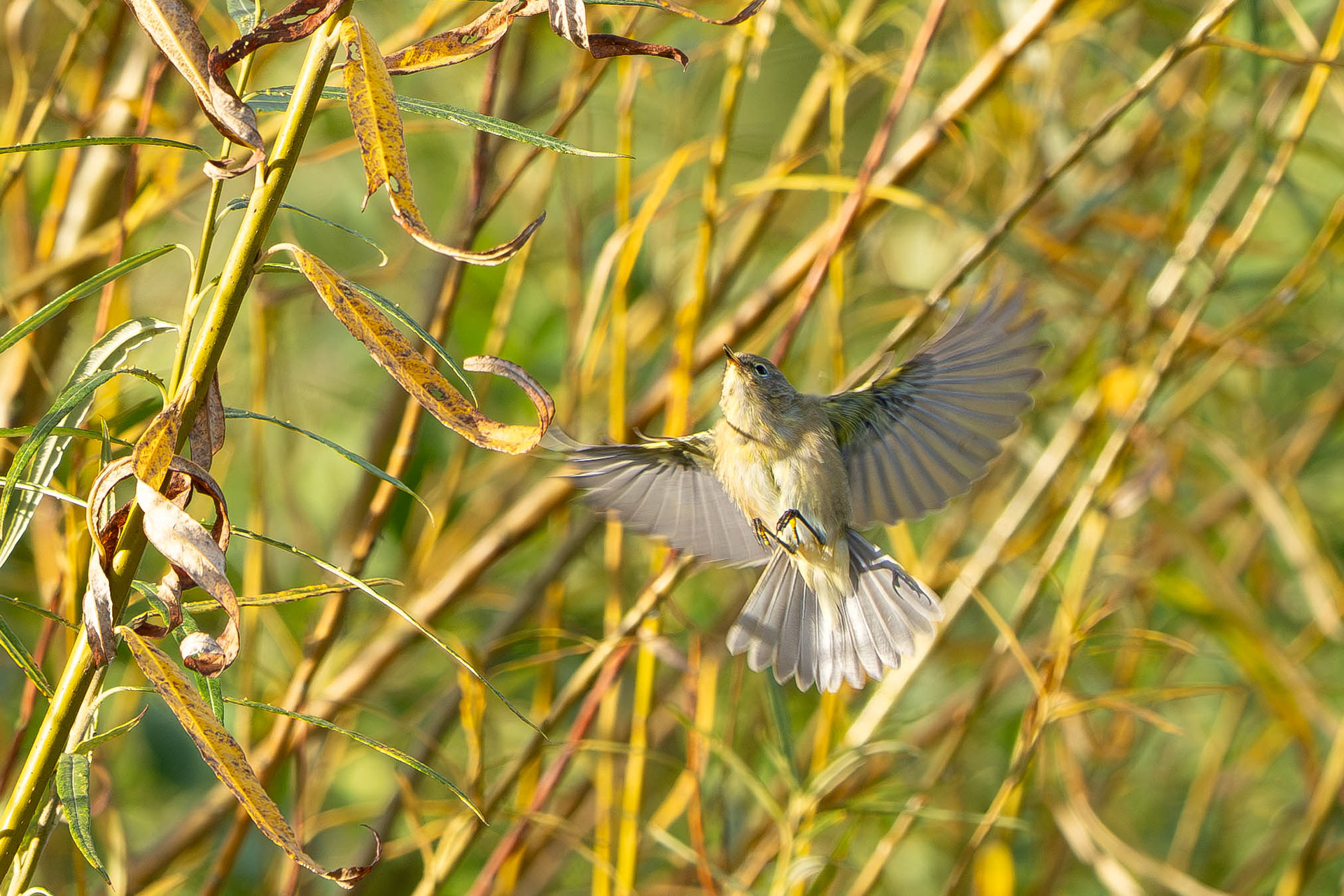Common Chiffchaff