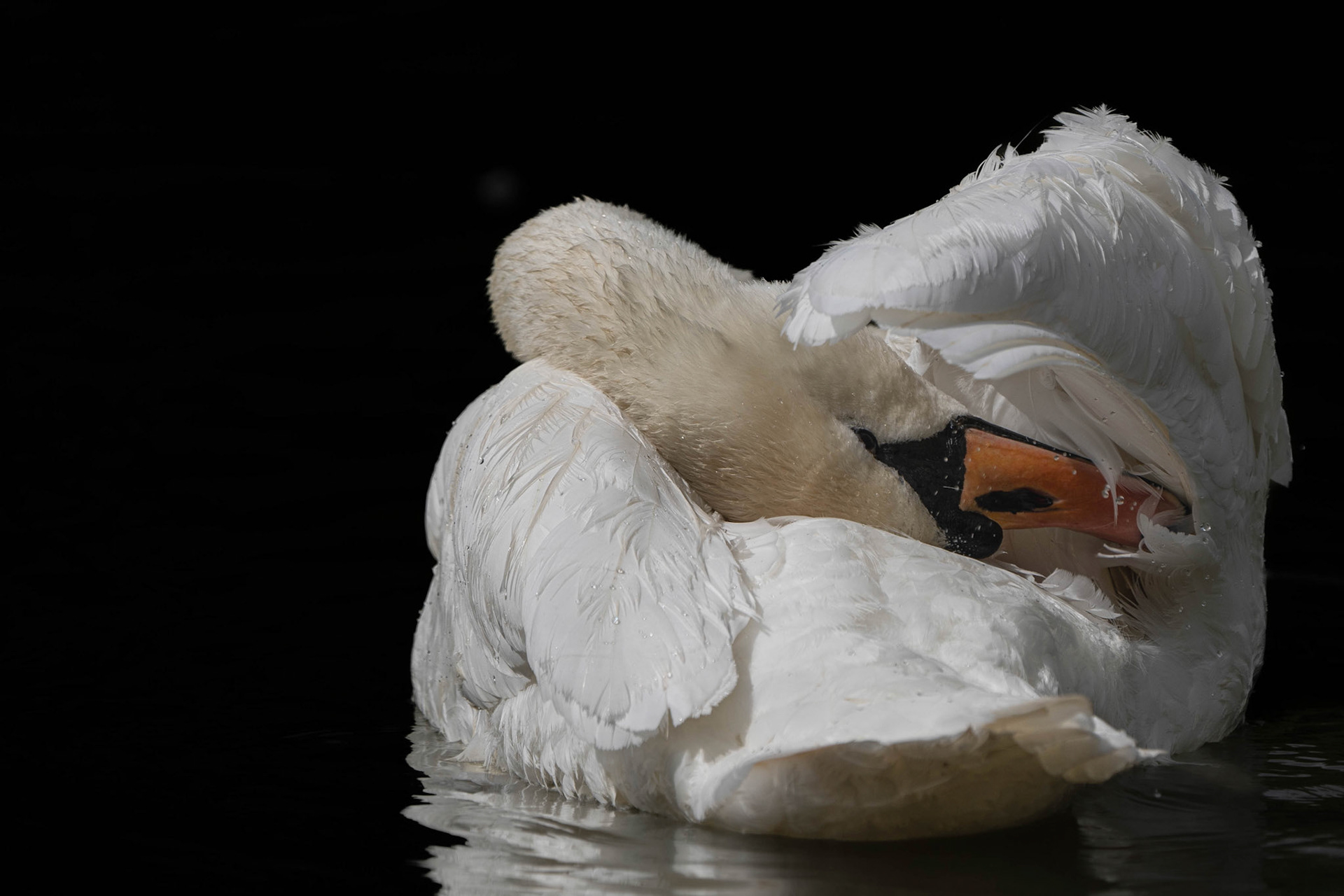 Mute Swan