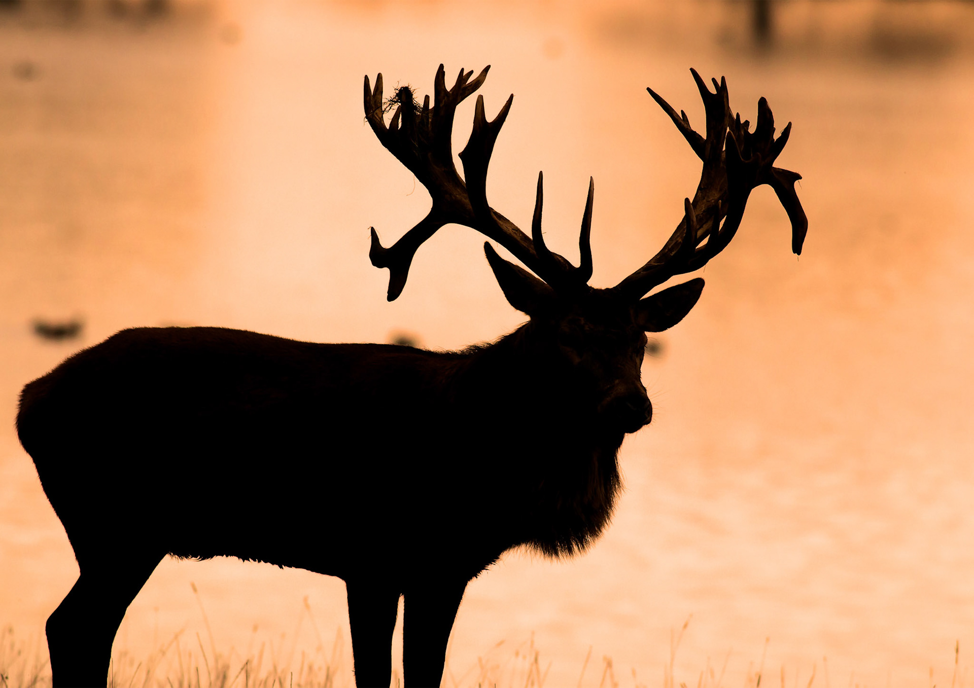 Red Deer