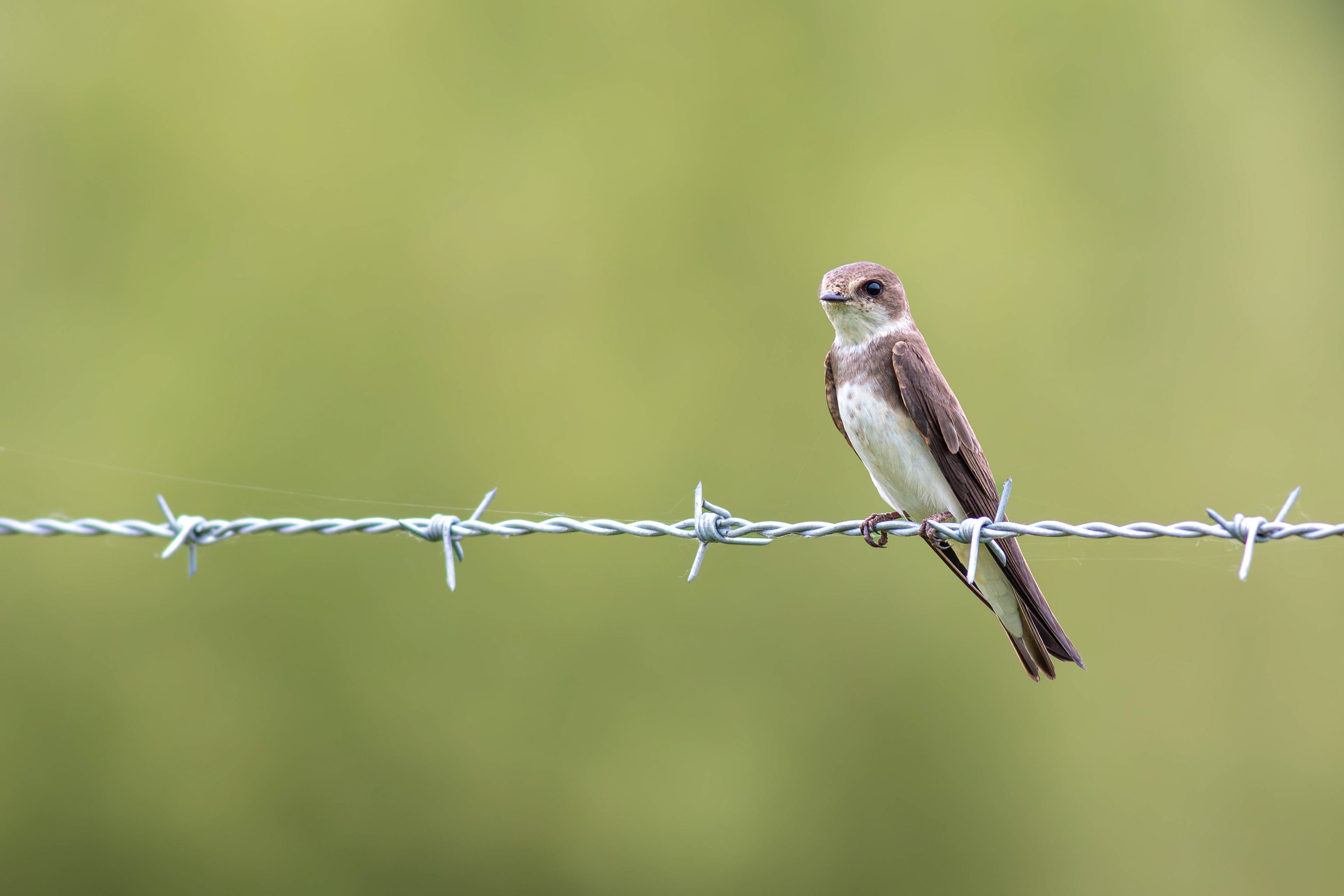 Sand Martin
