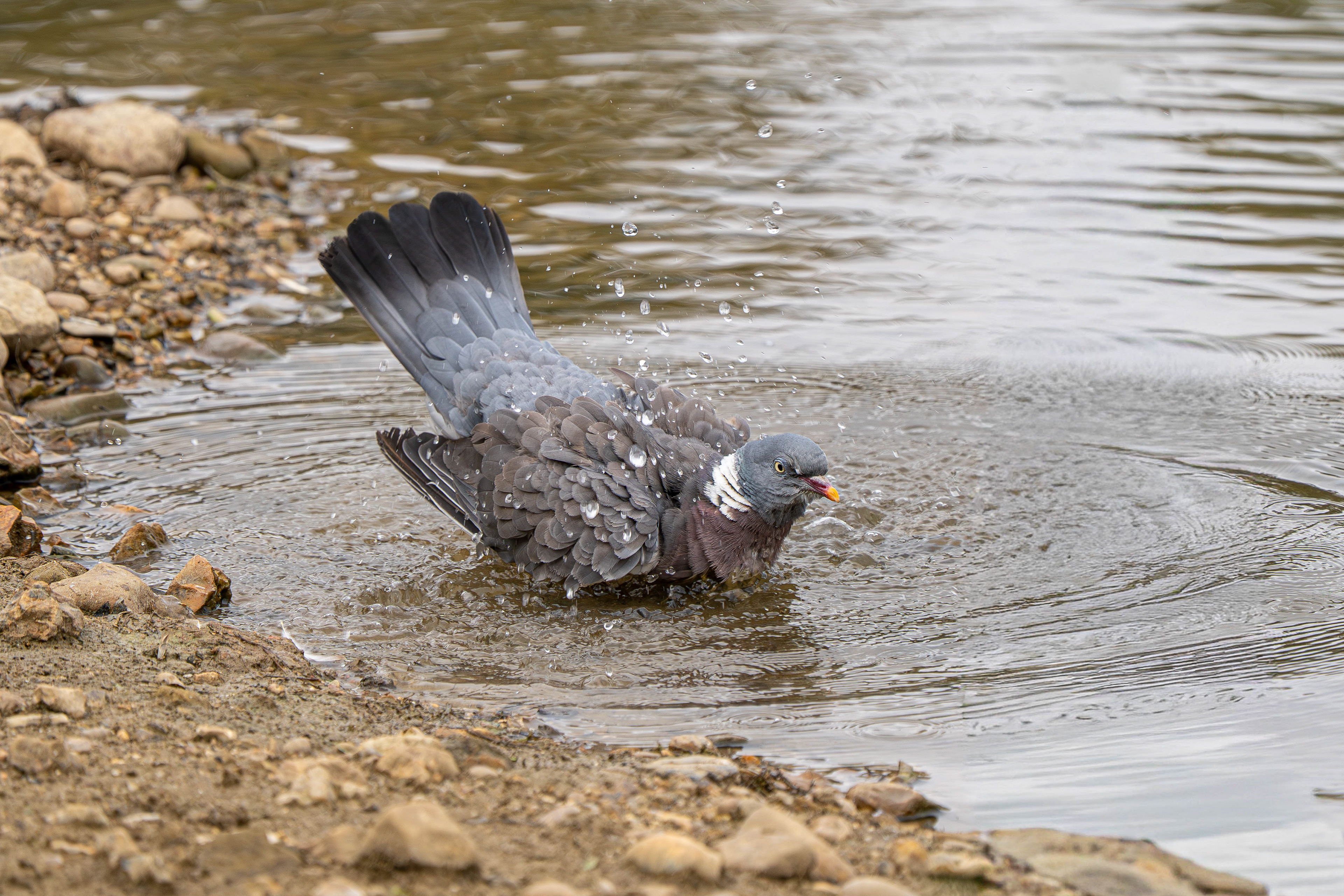 Wood Pigeon bathing