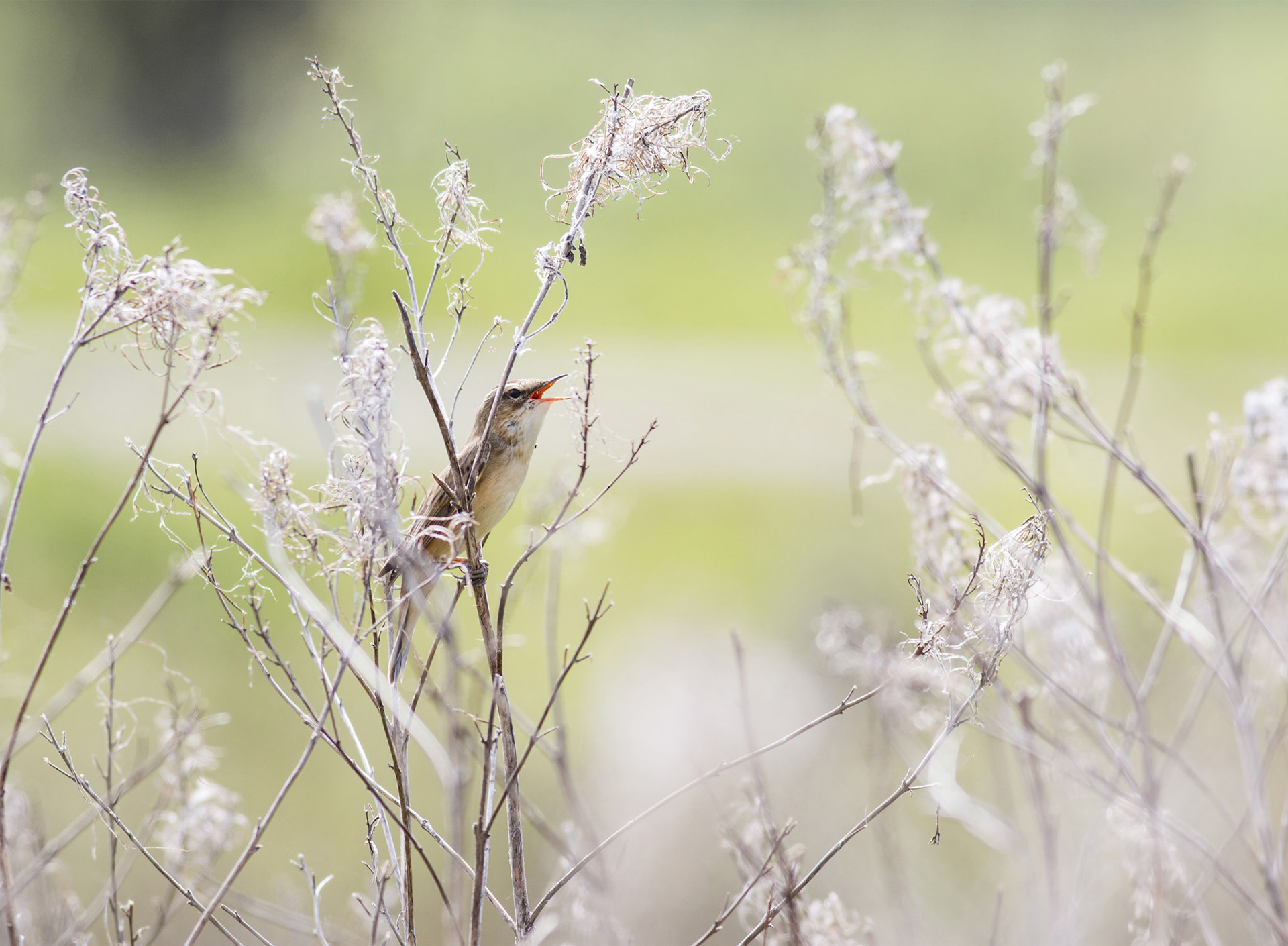 Sedge Warbler