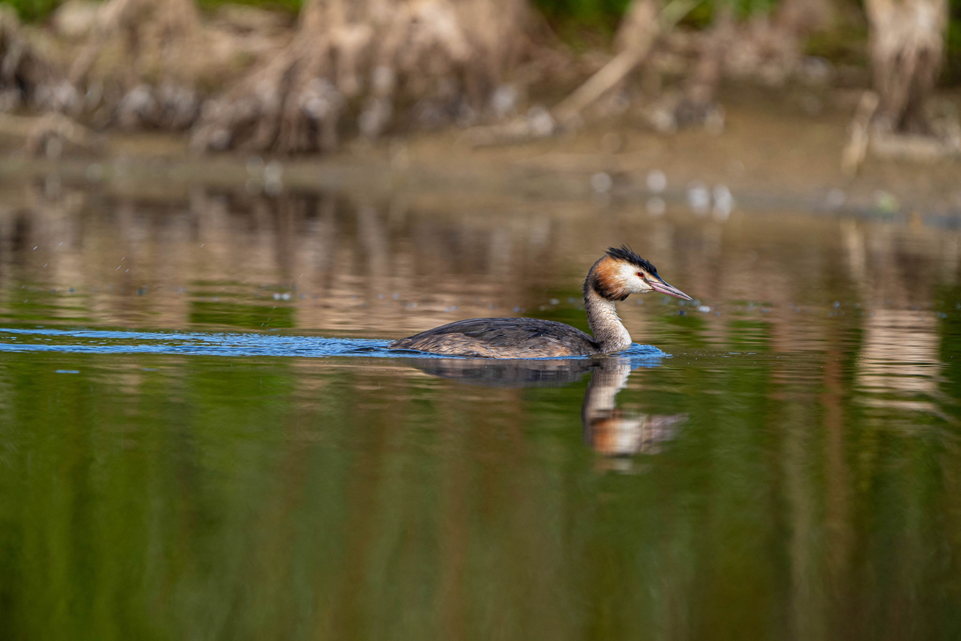 Great Crested Grebe