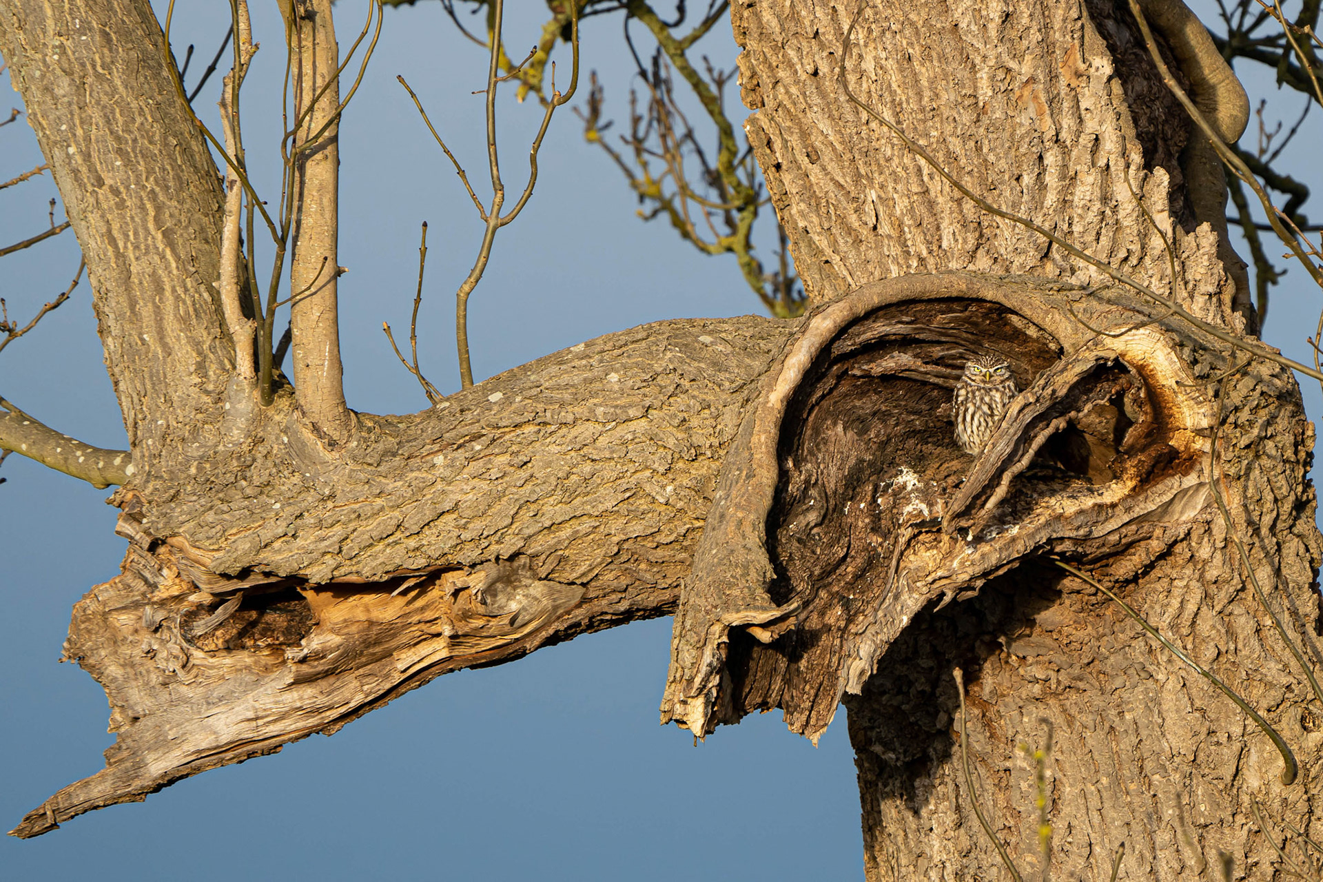 Little Owl