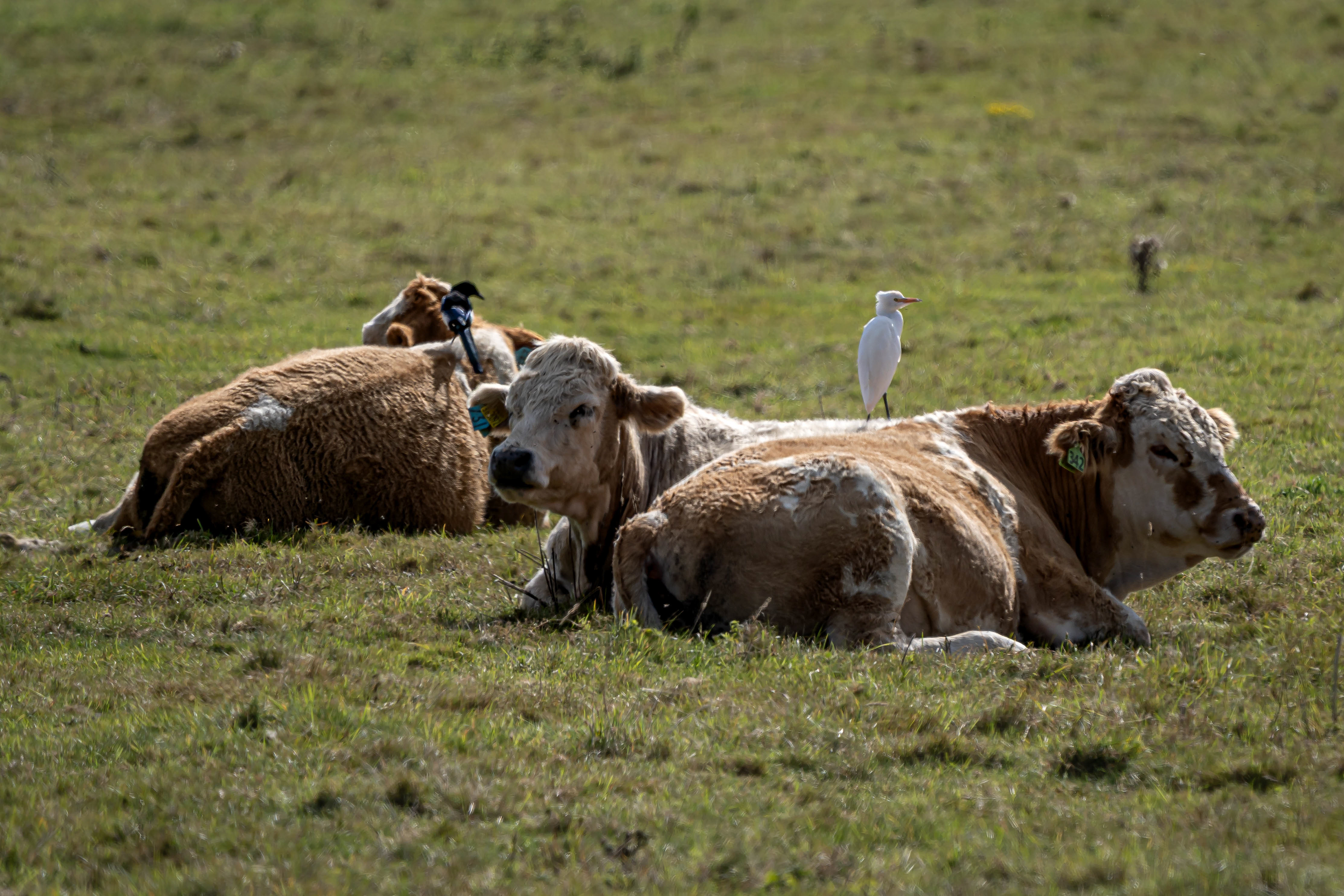 Cattle Egret doing what they are meant to do!