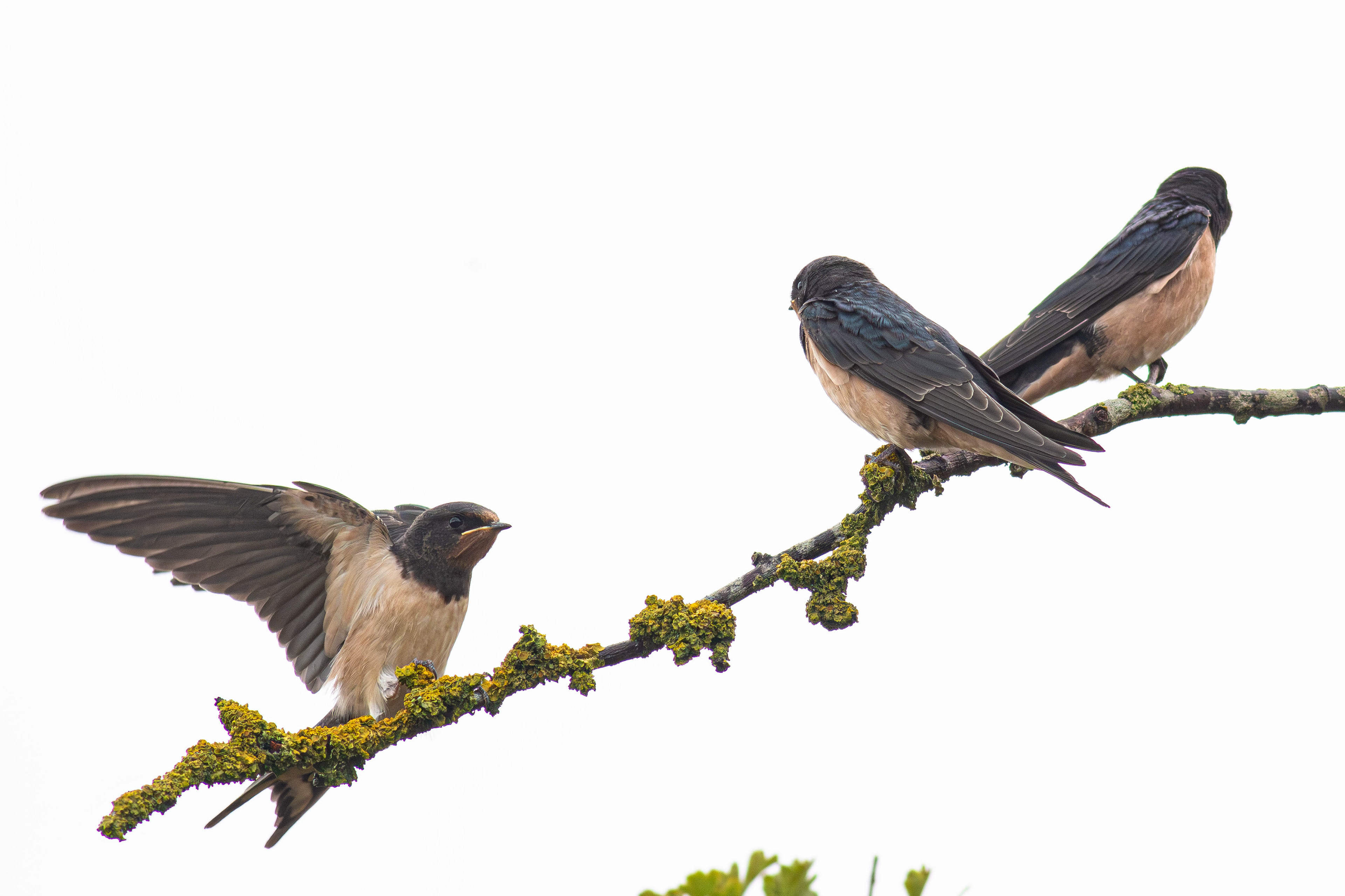 Barn Swallows on migration