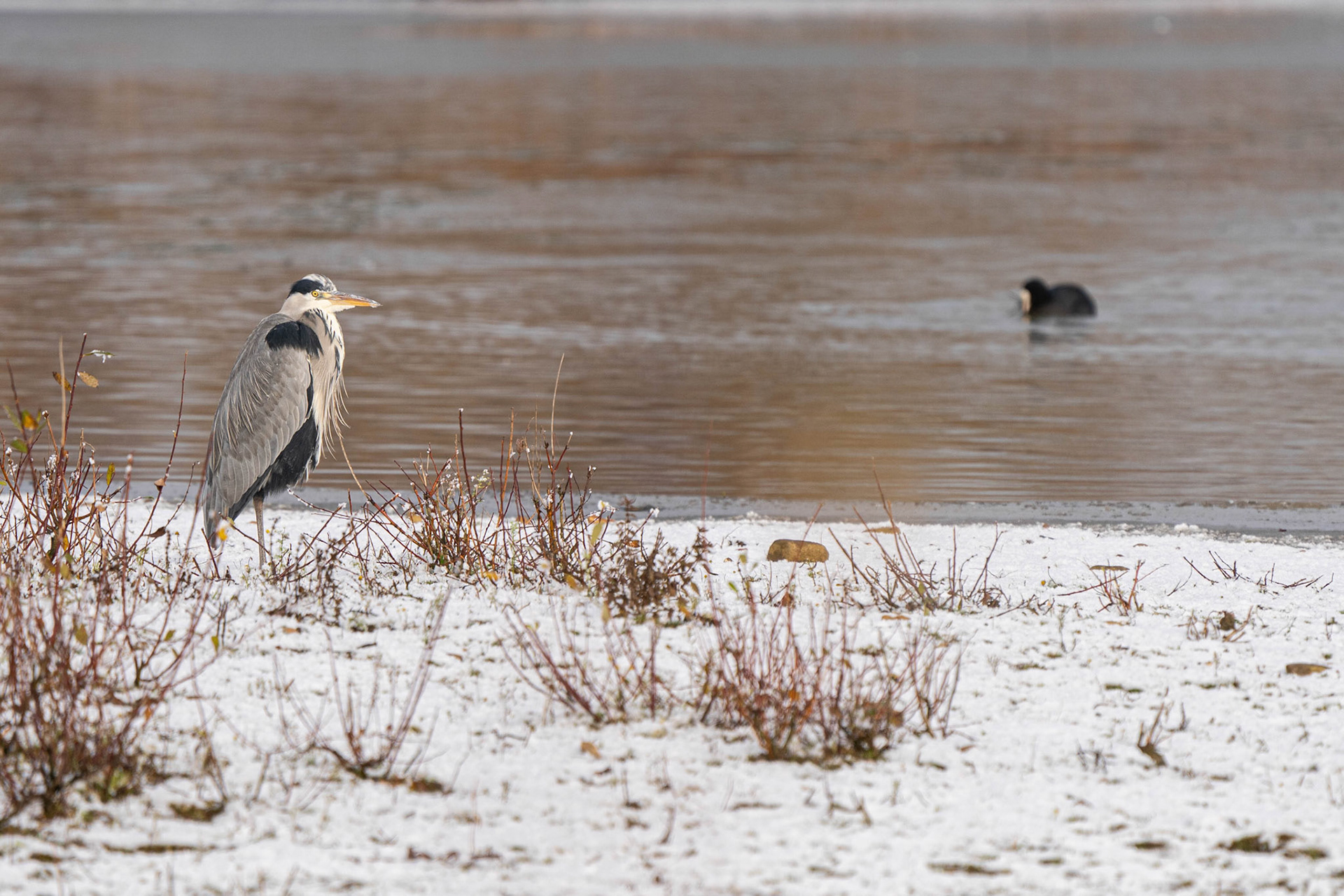 Grey Heron