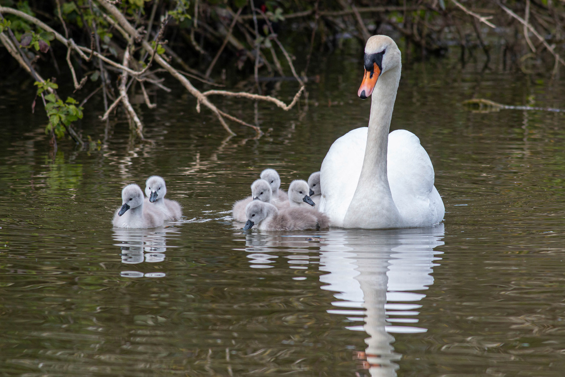 Mute Swan