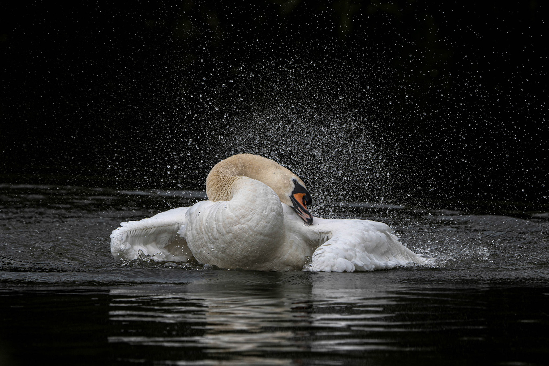 Mute Swan
