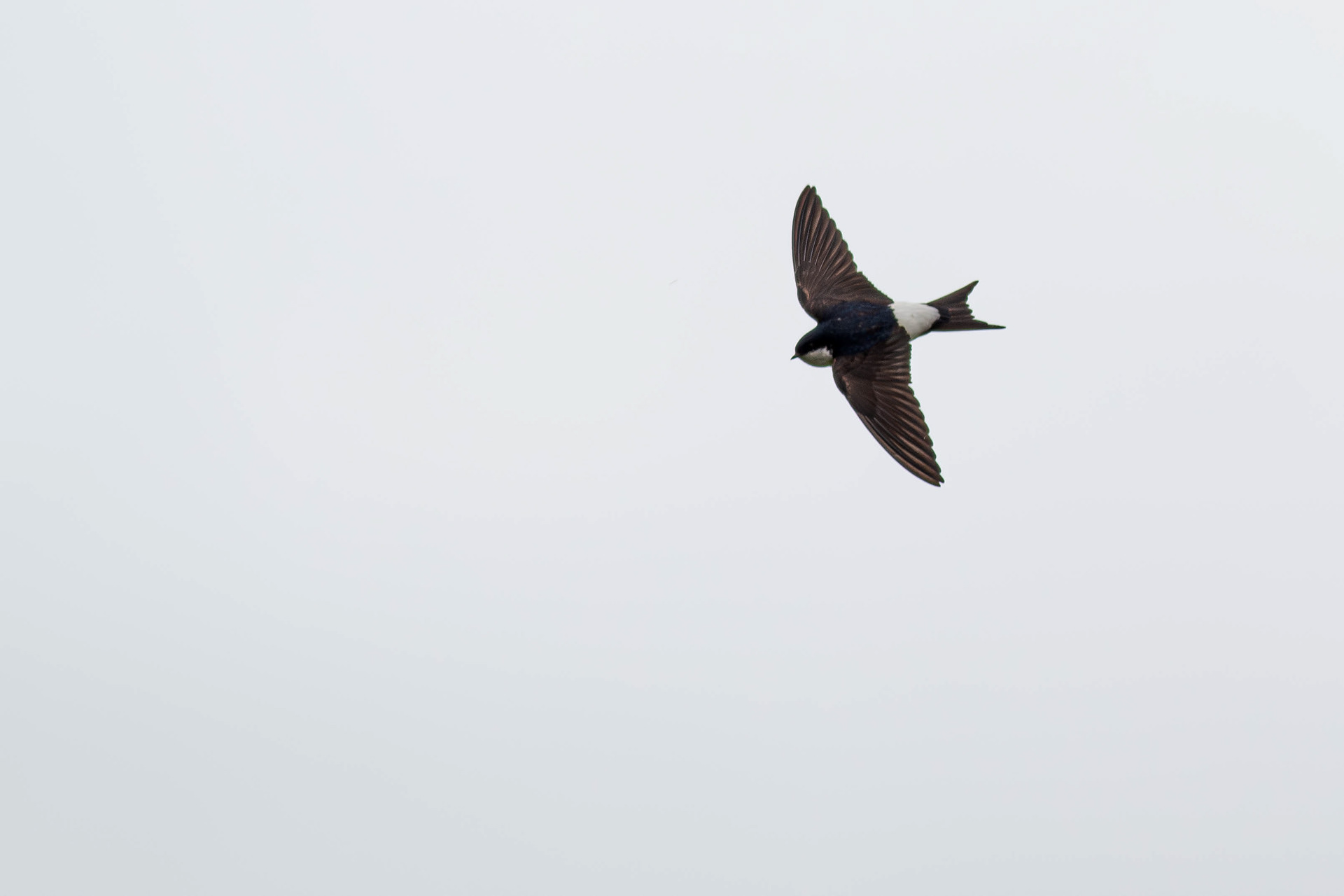 House Martin in flight