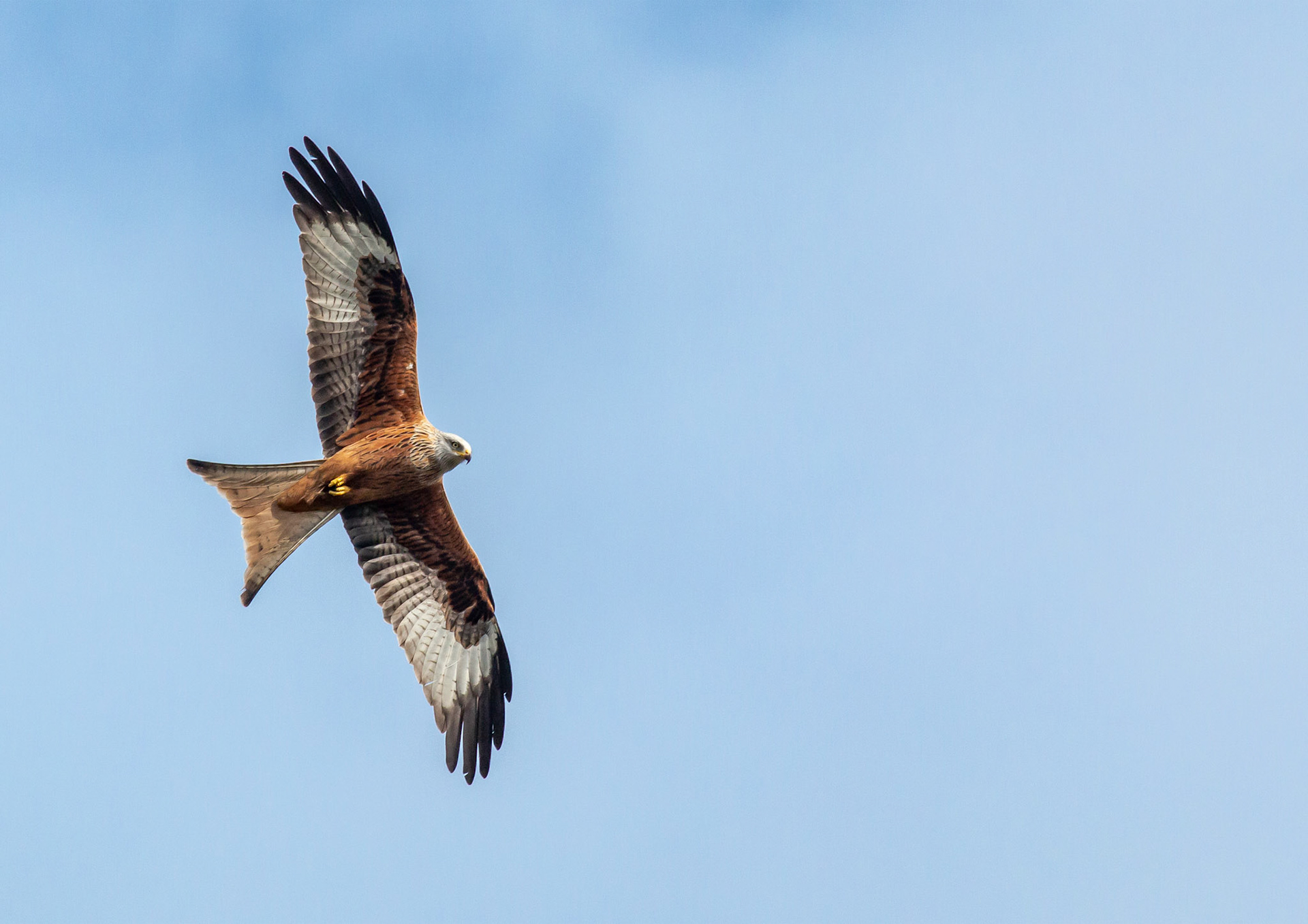 Red Kite
