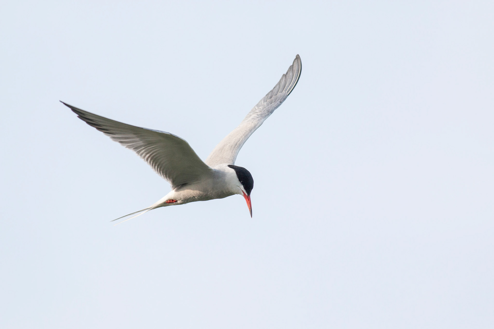 Common Tern