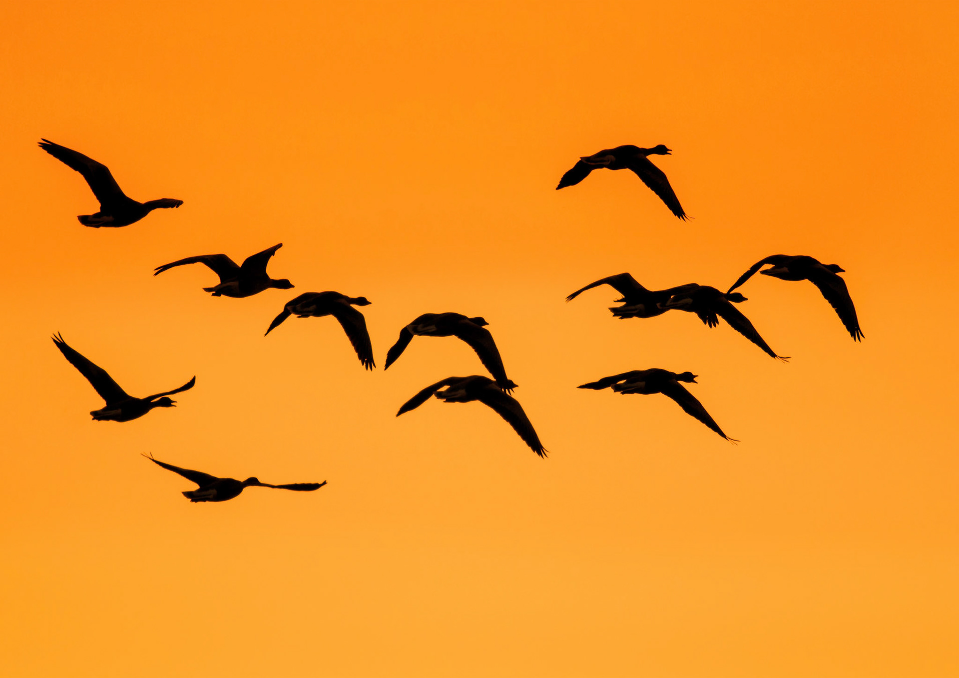 Greylag Geese flying at Dusk