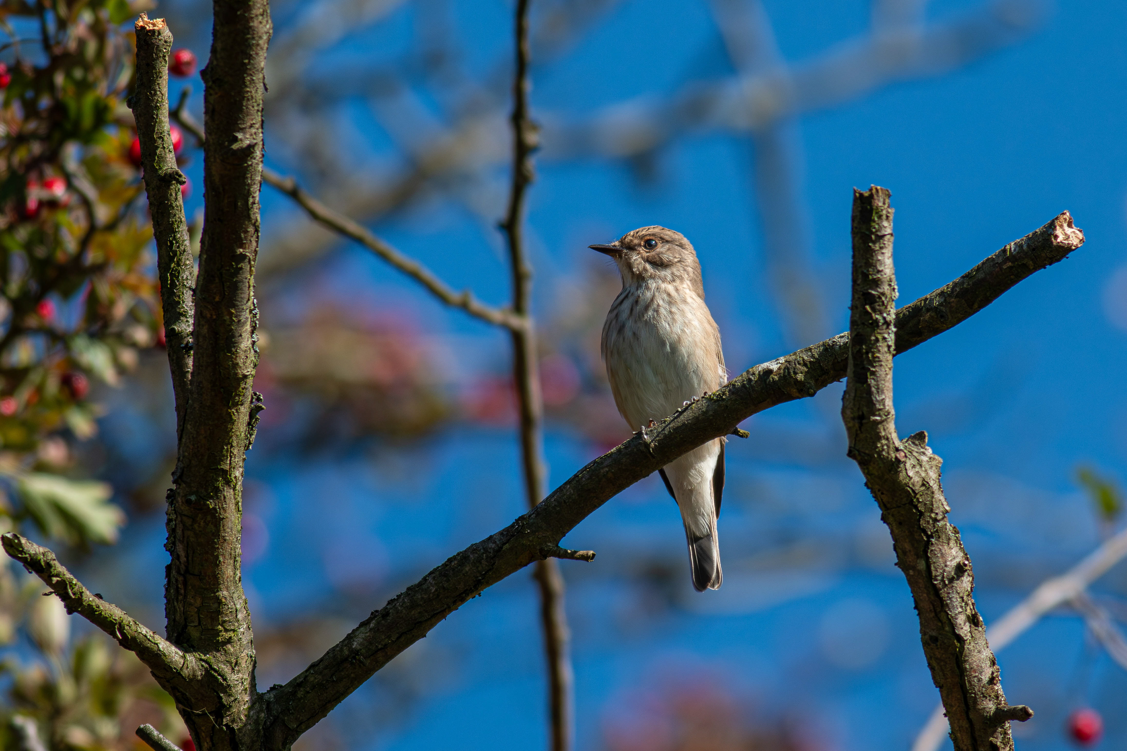 Spotted Flycatcher