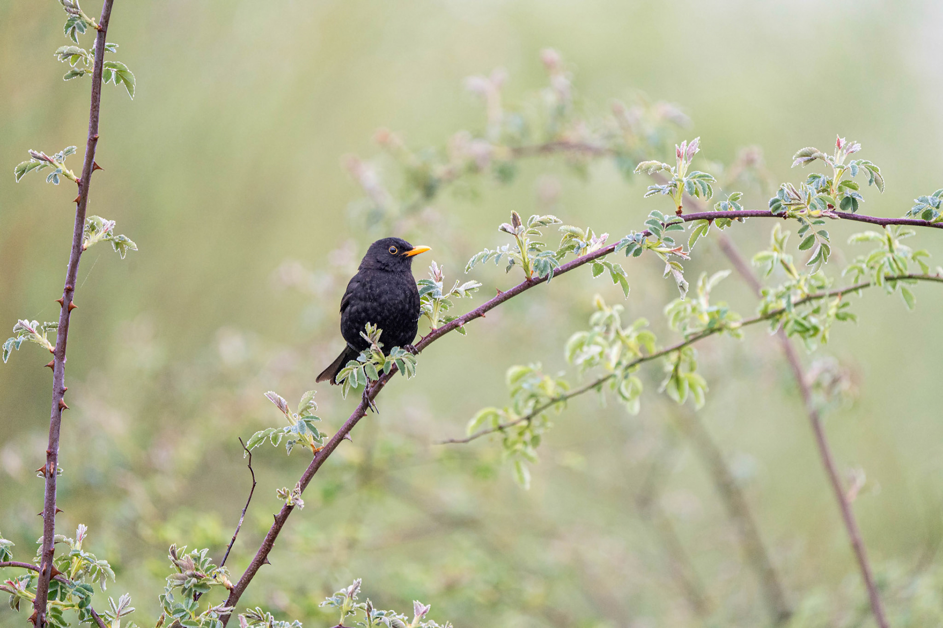 Blackbird