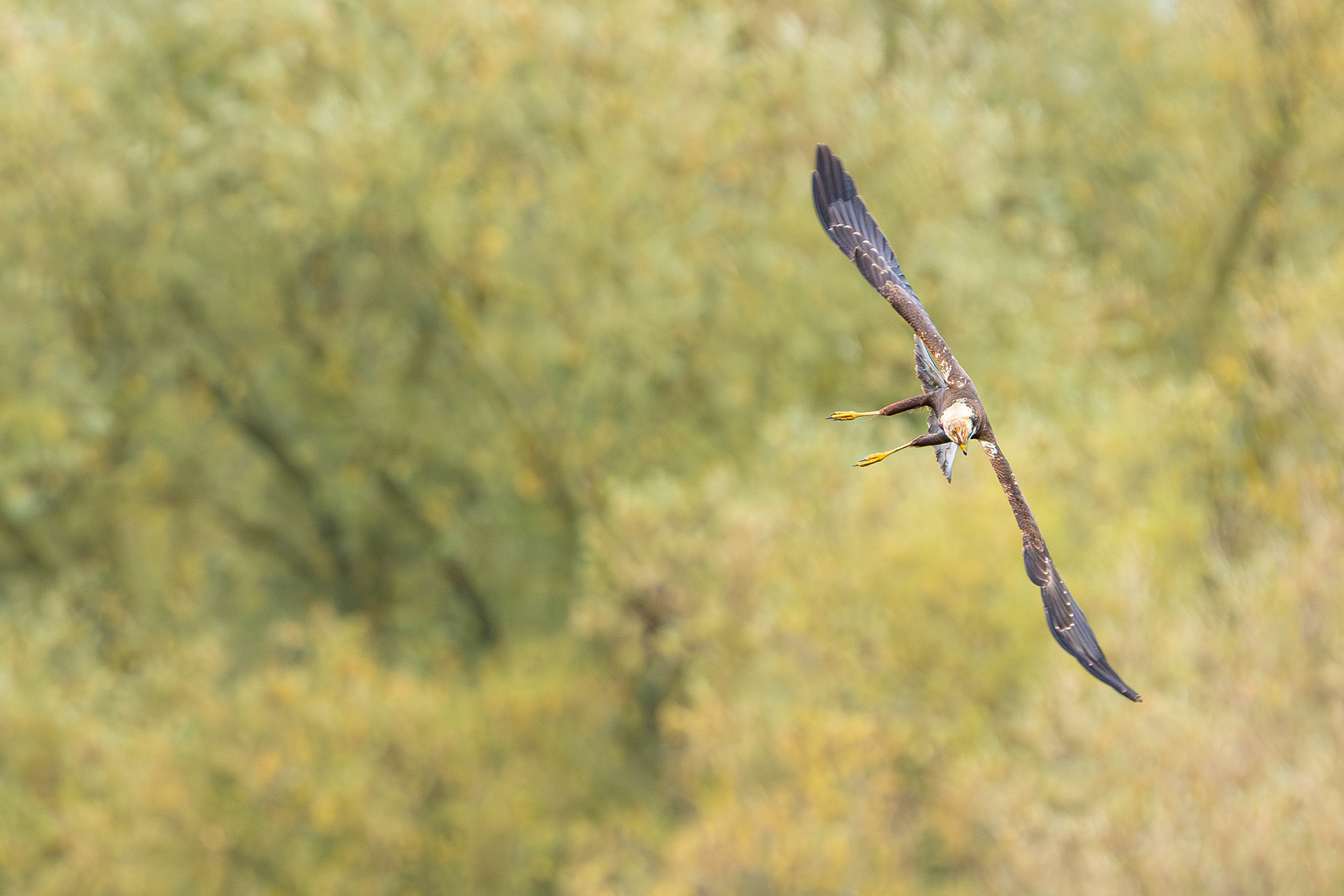 Marsh Harrier (Female)