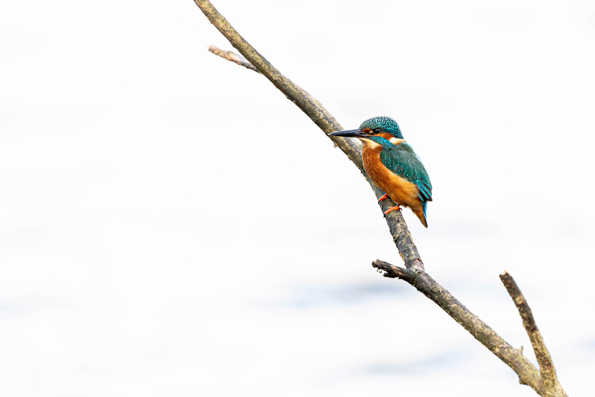 Common Kingfisher