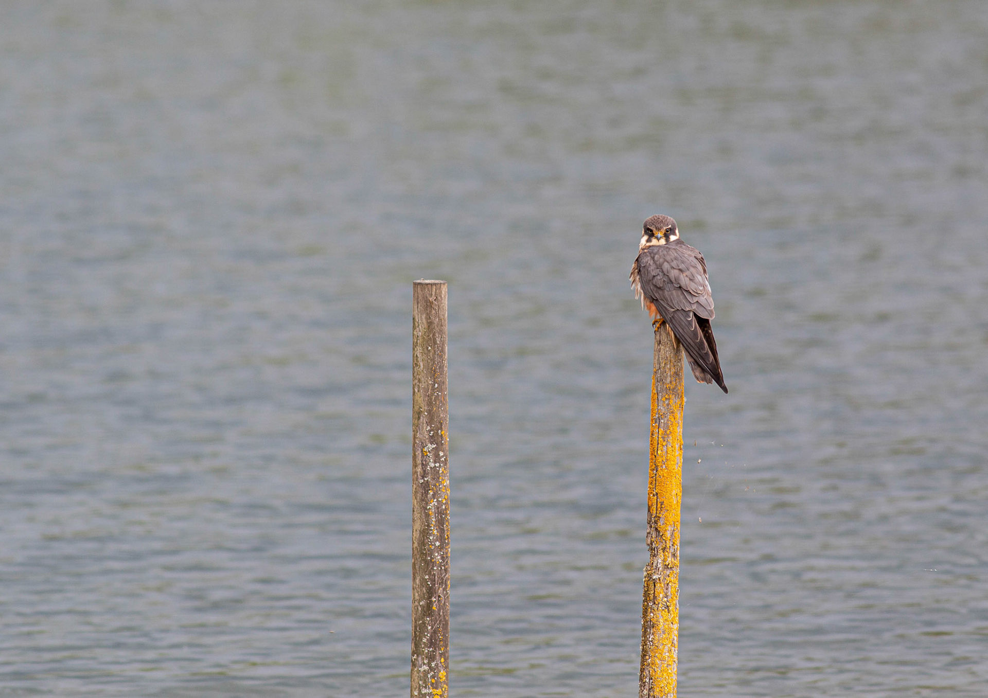 Eurasian Hobby