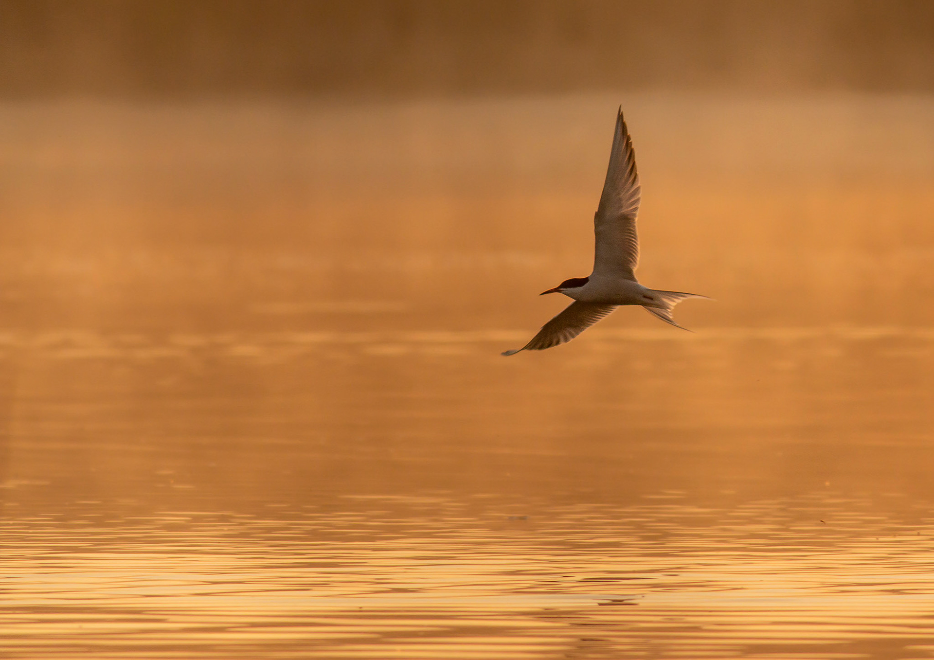 Common Tern